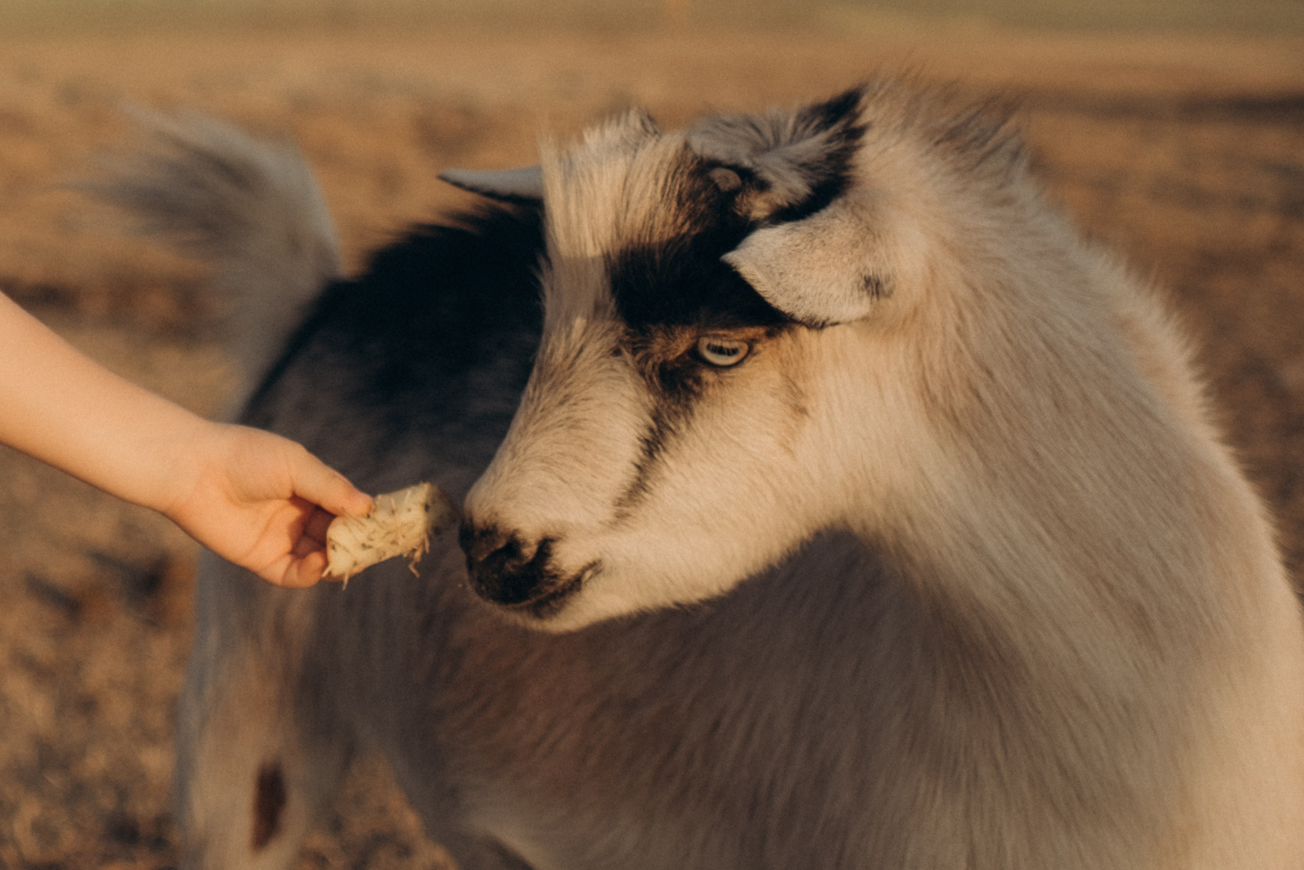 Farm Story. Lens Captures Life