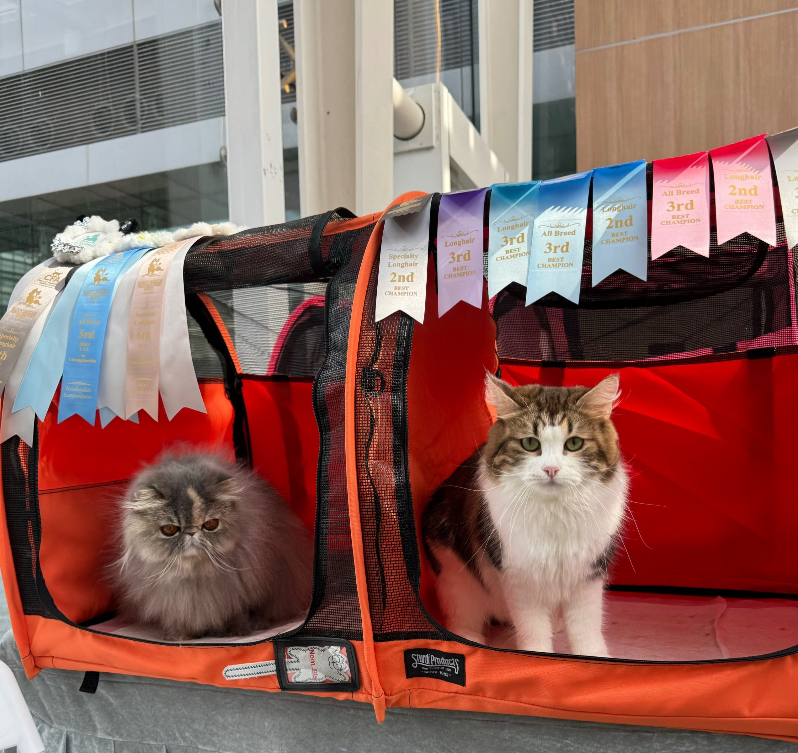 pedigree https://www.pawpeds.com/db/?a=p&id=1724632&g=4&p=sib&o=elastic