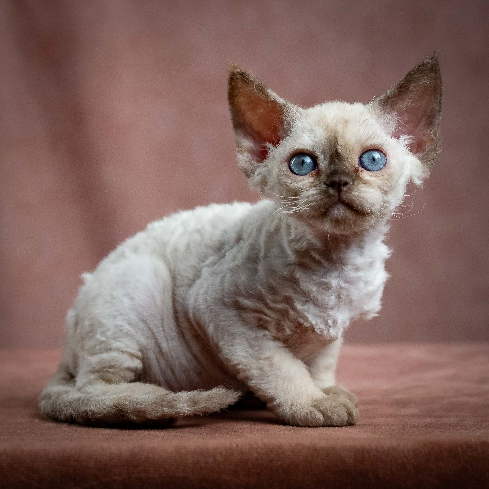 Luna, girl, born 12.20.2025. Devon Rex Pixie Cattery