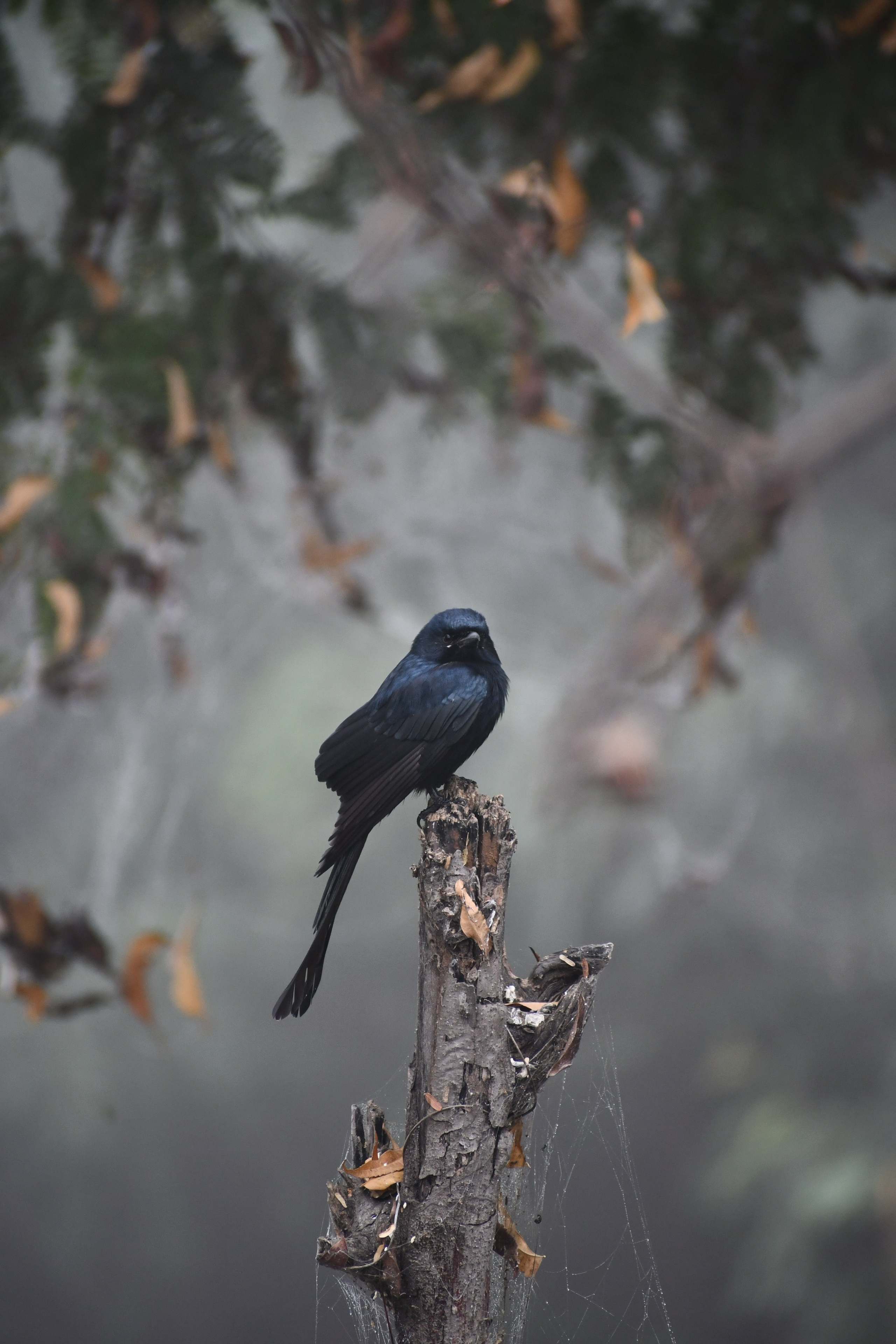 Wildlife. Portfolio By Nikhil