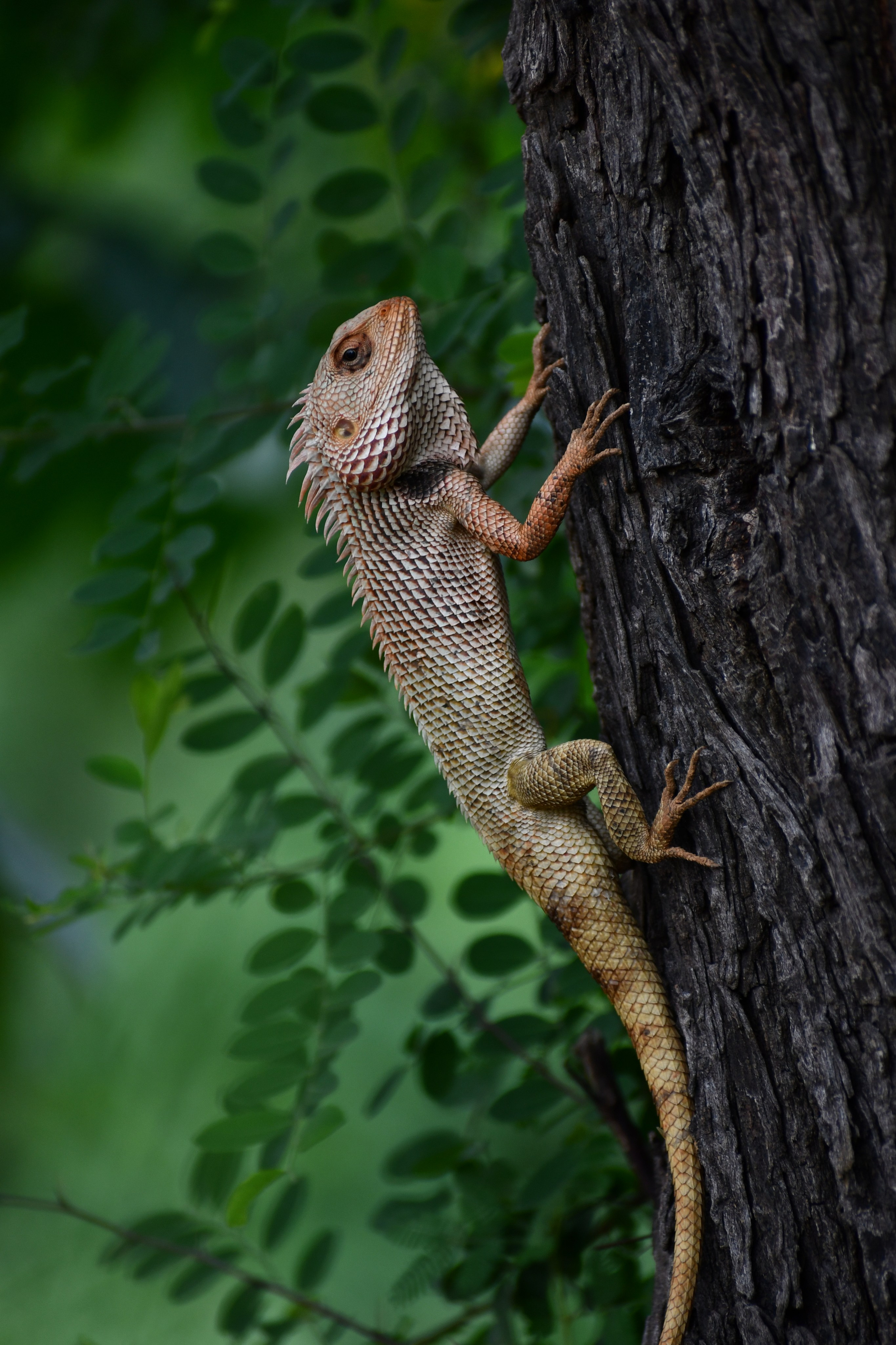Wildlife. Portfolio By Nikhil