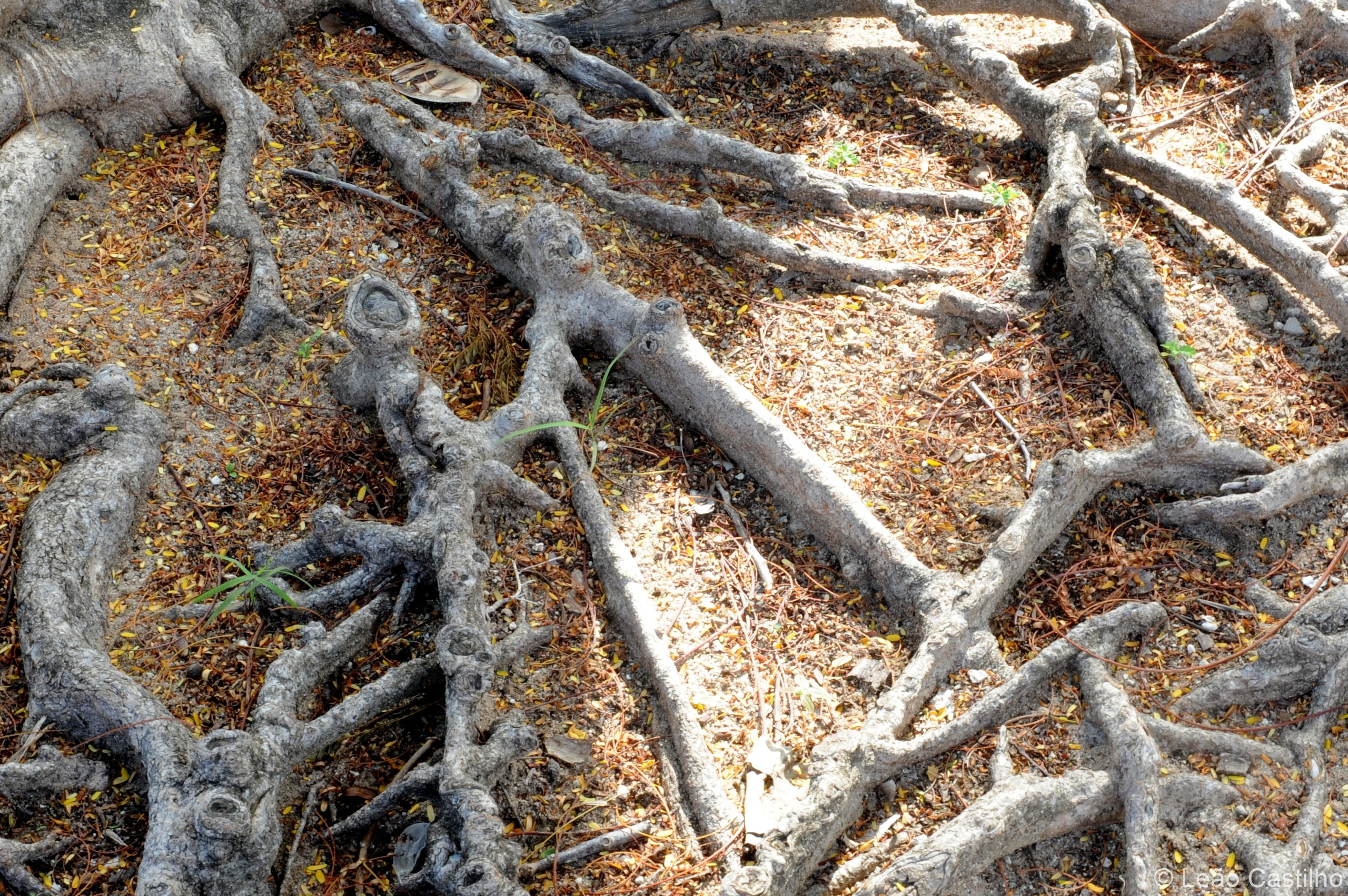 Photos from Mozambique. Simbahalu