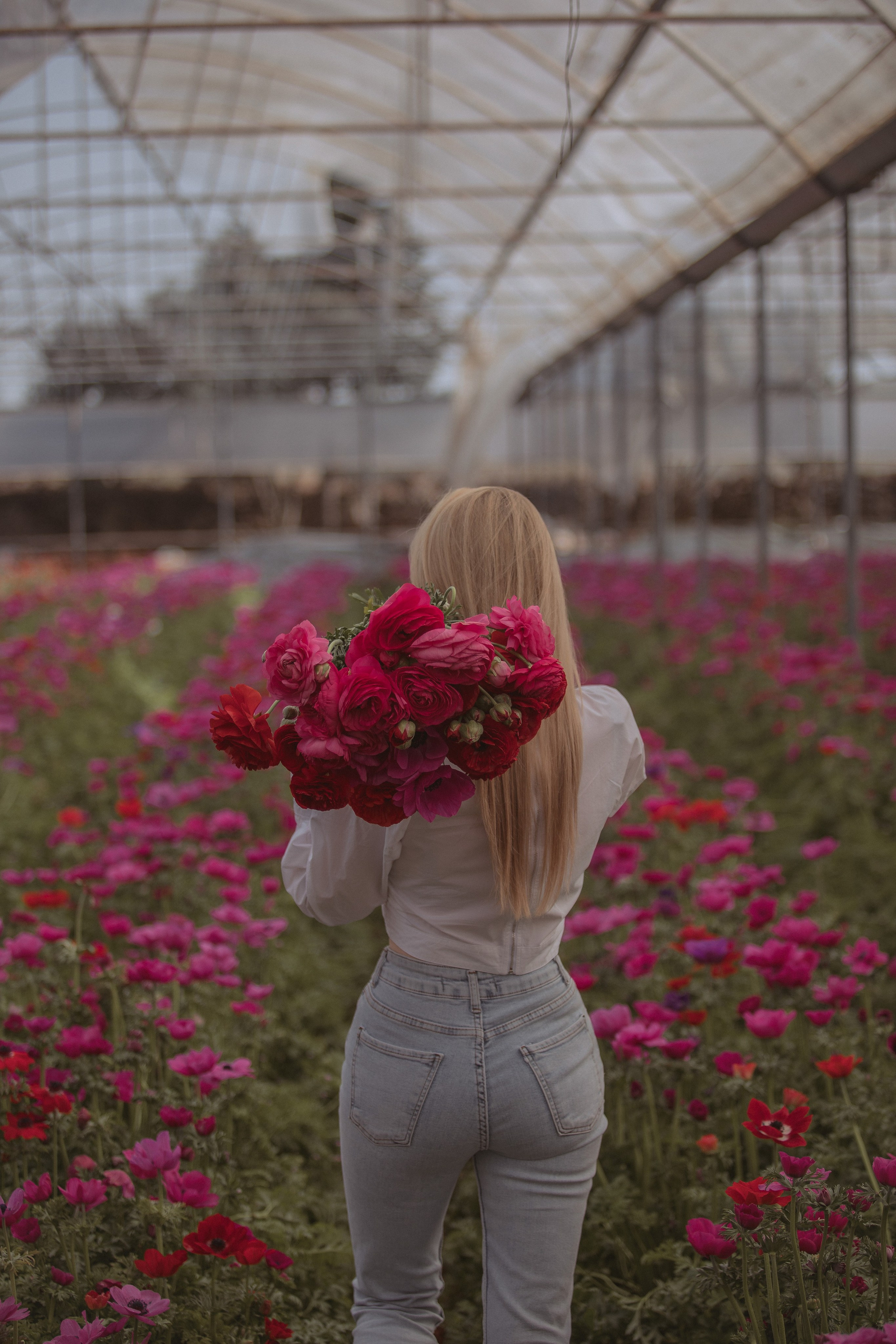 Цветы в Анталии. Цветочные плантации в Анталии. Фотосессия на цветочной плантации. Цветочные поля. Календарь цветения в Турции. Парники теплицы Турция Анталия. Цветы Анталия. Фотограф в Турции. Фотограф Анталия. Фотограф Анталья. Анталия. Анталья.Цветы ранункулист. Лютики.