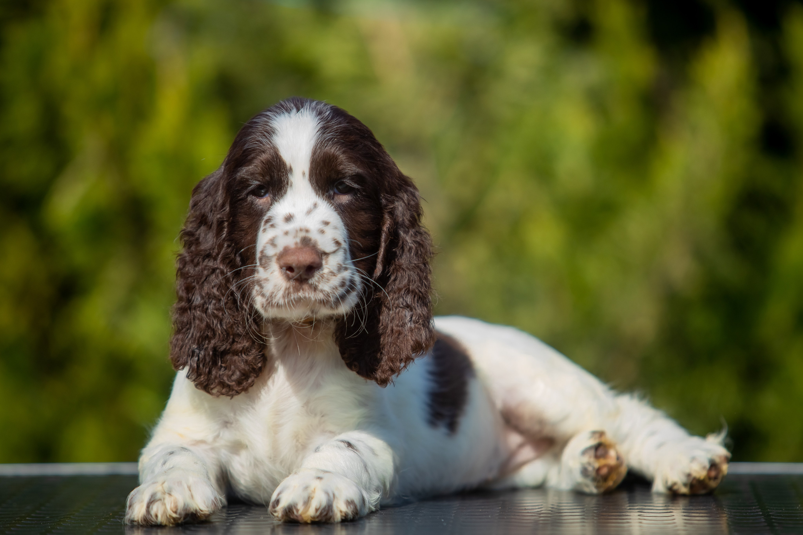 Female — Grey collar 🩶. Website of the titled stud dog of the Springer Spaniel breed