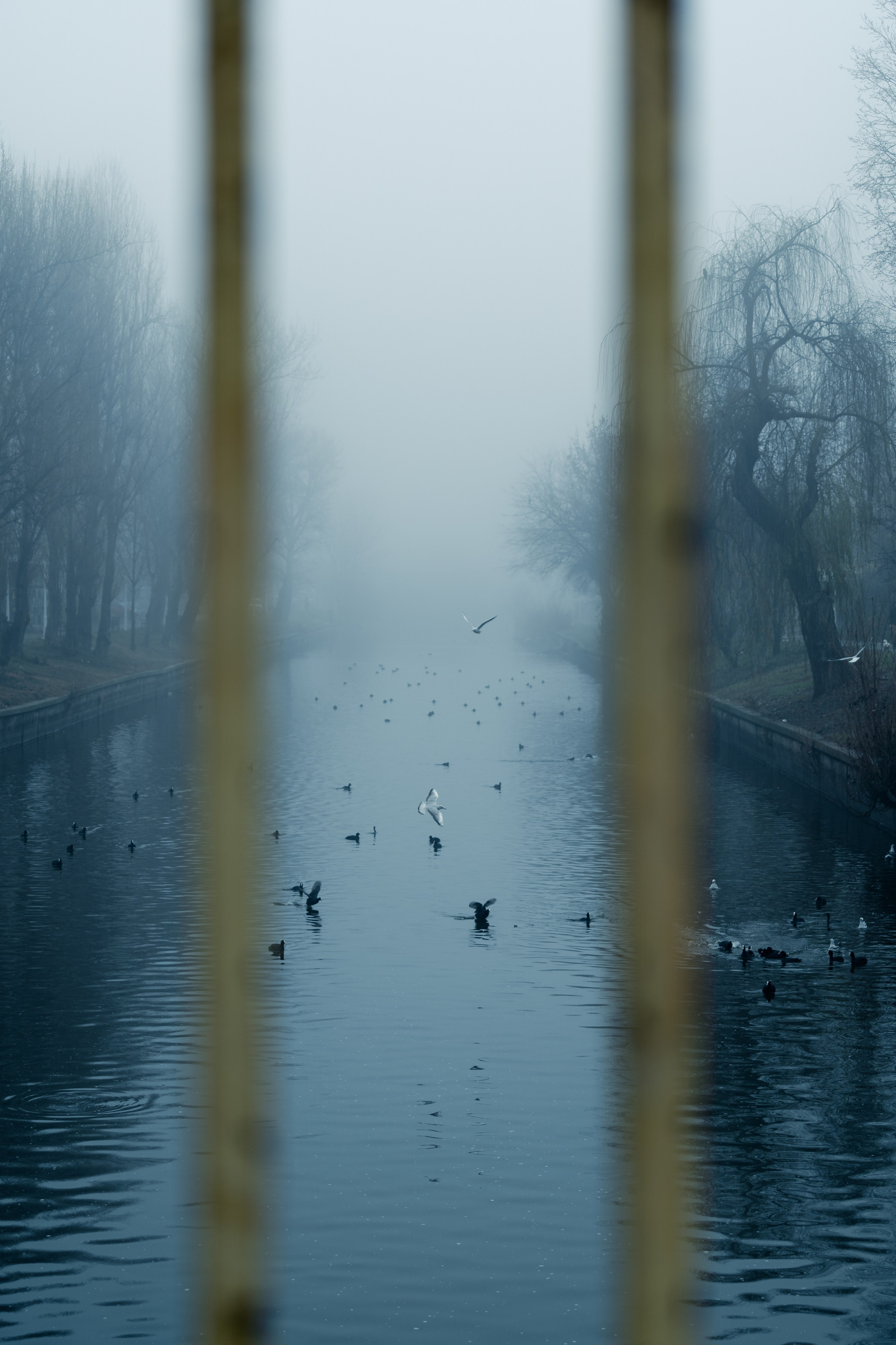 O dimineață cețoasă