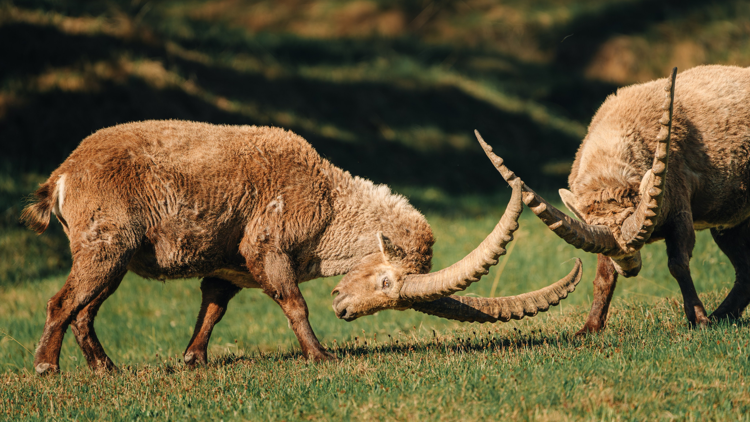 Capricorns in Pontresina. Lutsenko Visuals — Photography & Visual Content