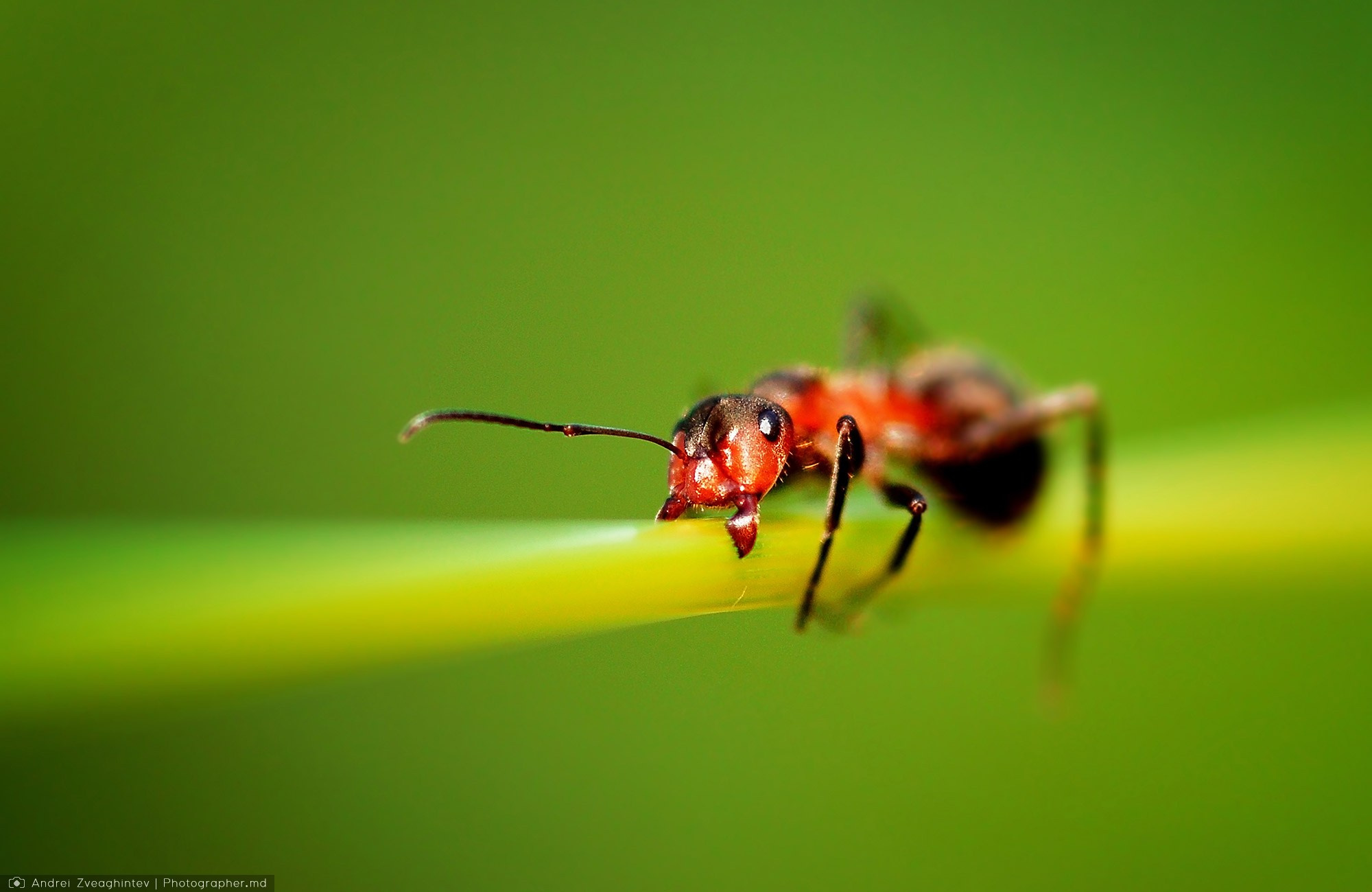 Fotograf natura in Moldova - Andrei Zveaghintev. Fotograf nunta si familie in Moldova, Chisinau - Andrei Zveaghintev