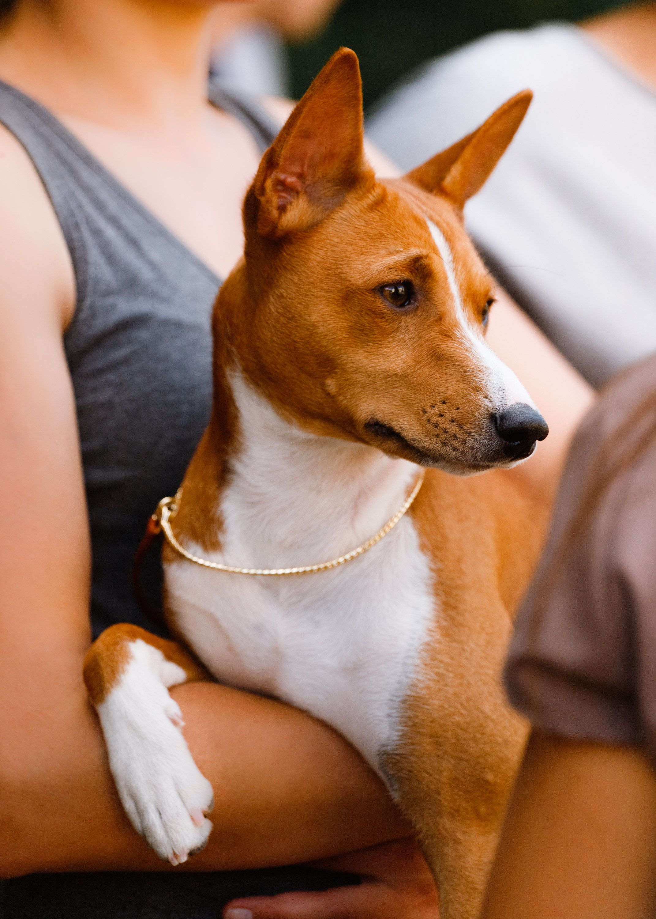 «Argus» dog show in Brest. Kaja | fotograf we Wrocławiu | ludzie i psy