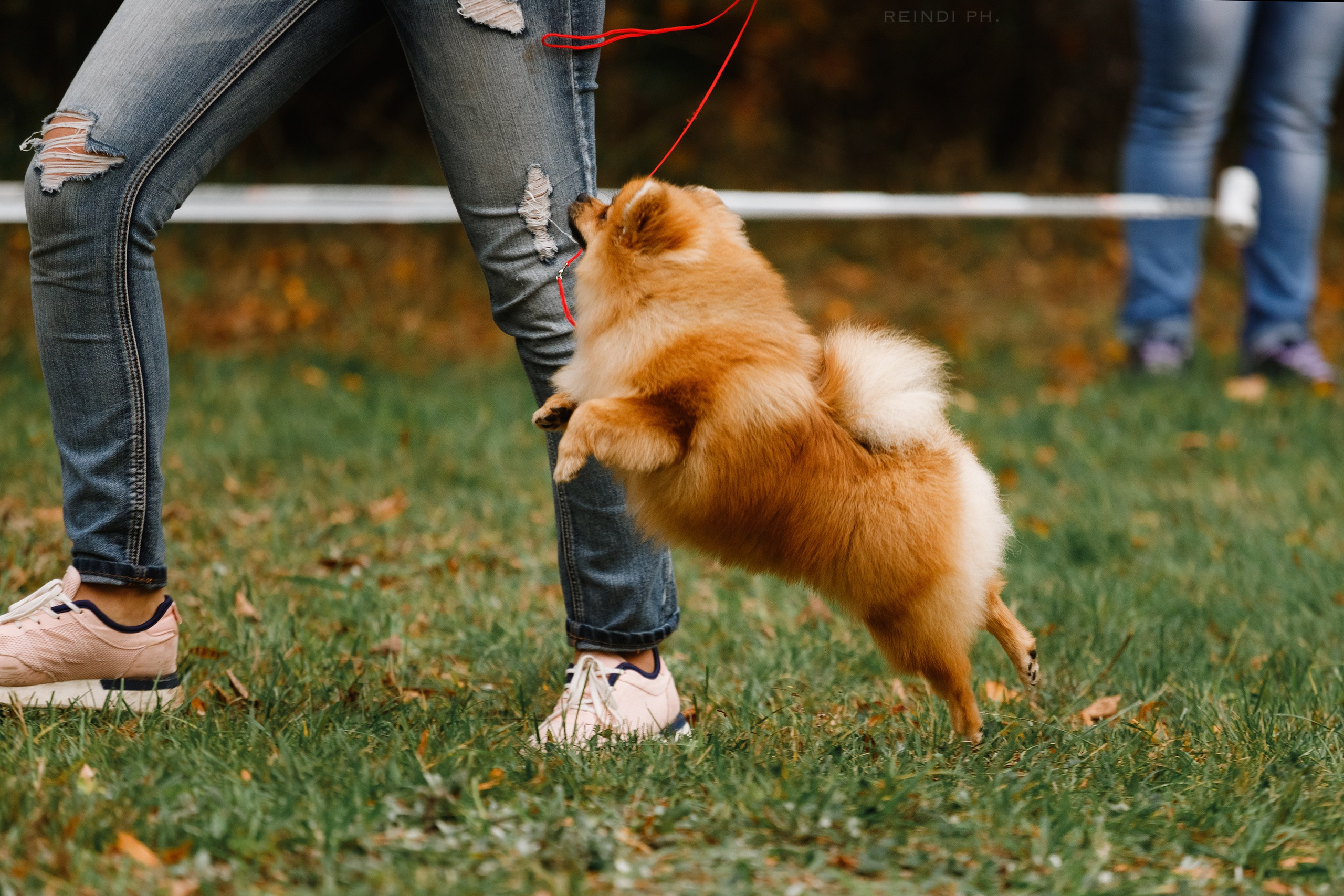 «Argus» dog show in Brest. Kaja | fotograf we Wrocławiu | ludzie i psy