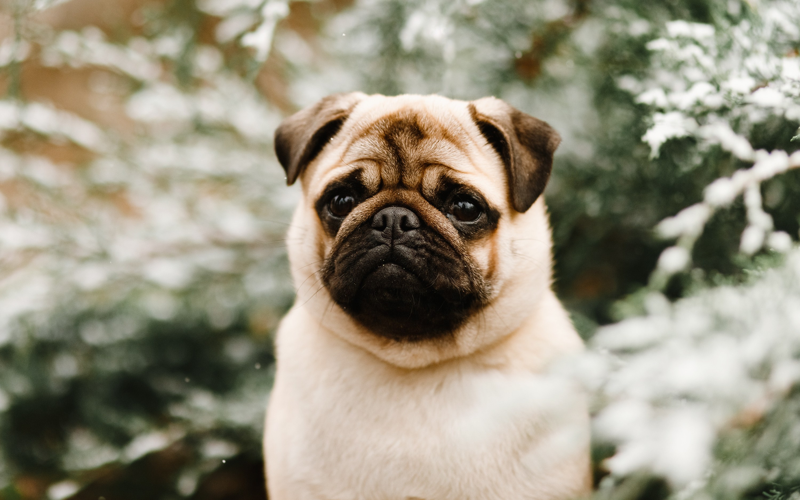 Dog shows | the best ones. Kaja | fotograf psów we Wrocławiu