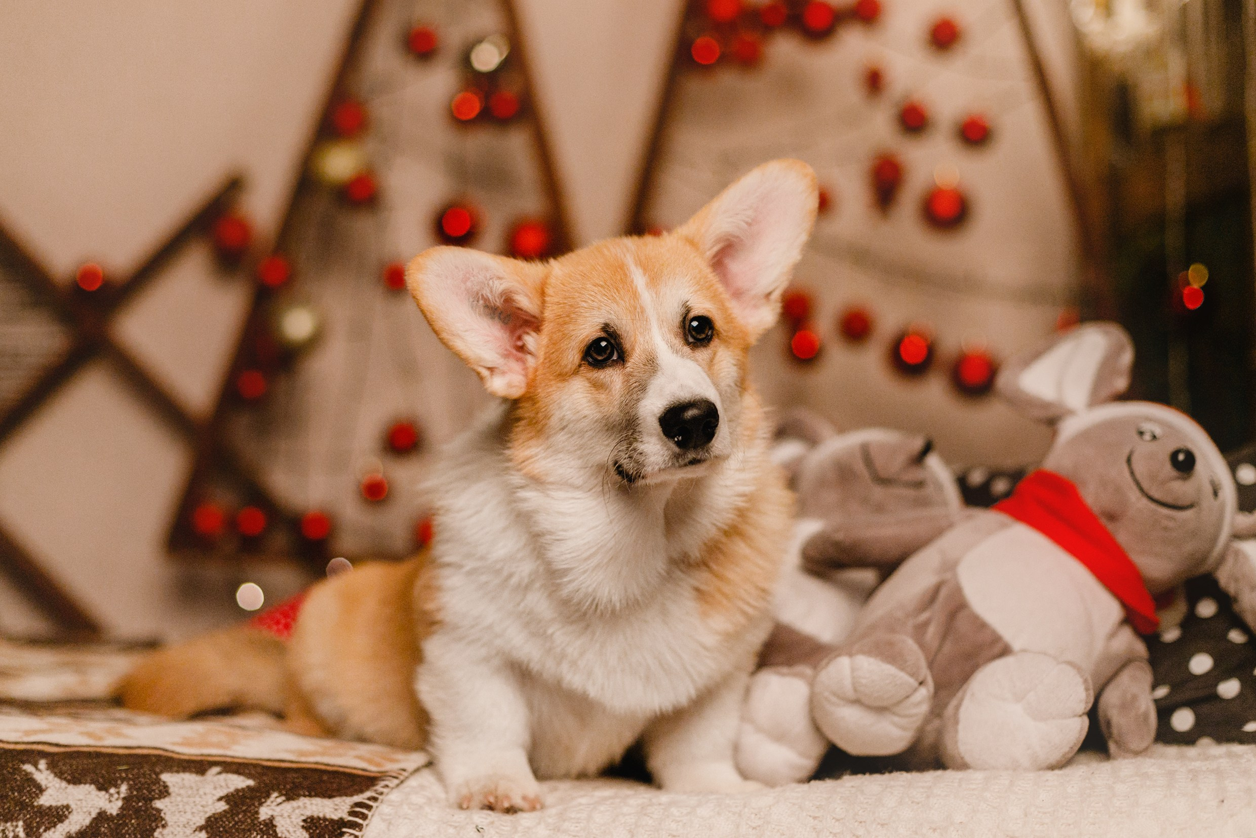 New Year corgis in studio. Kaja | fotograf we Wrocławiu | ludzie i psy