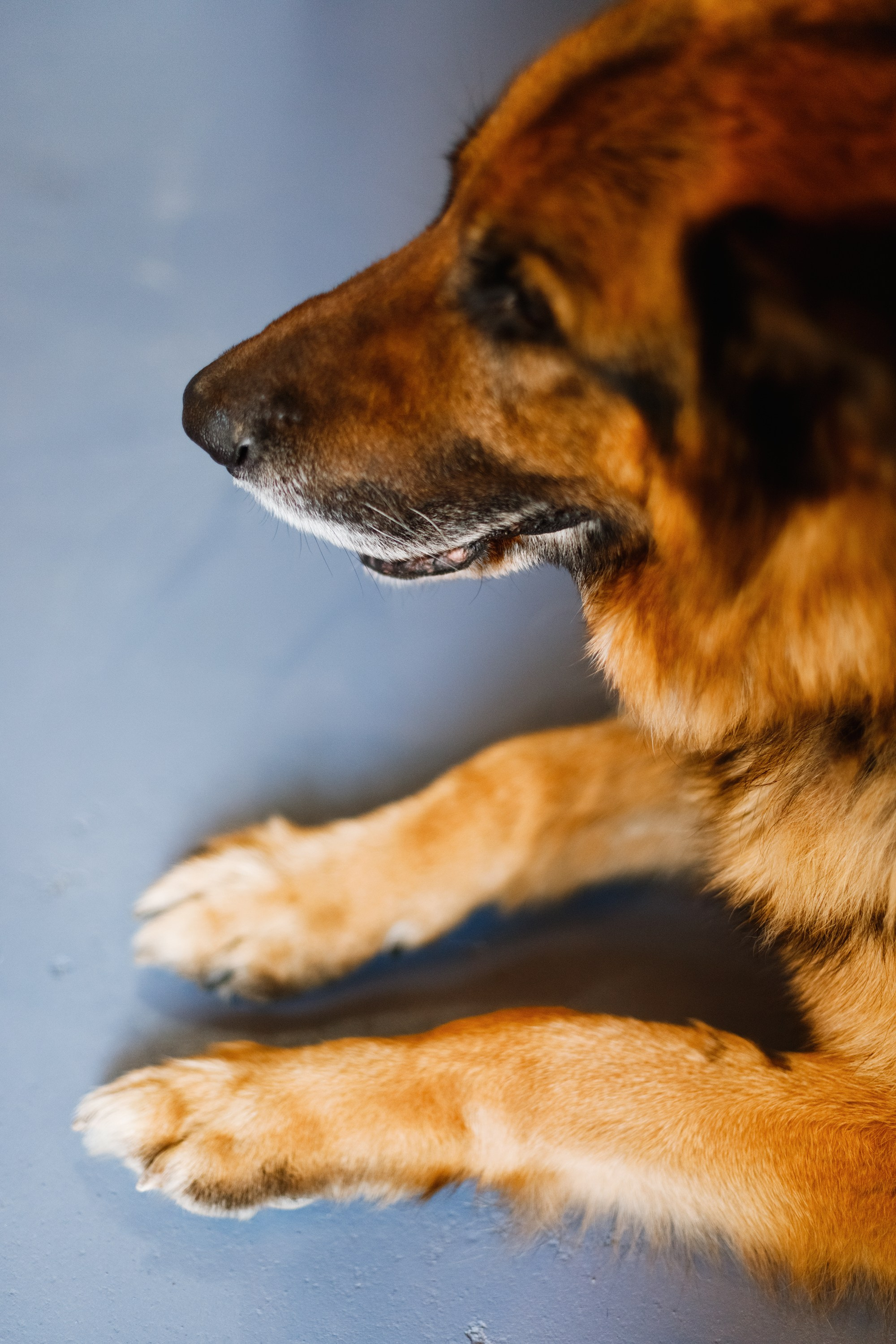 Dog trainer blog content. Kaja | fotograf we Wrocławiu | ludzie i psy