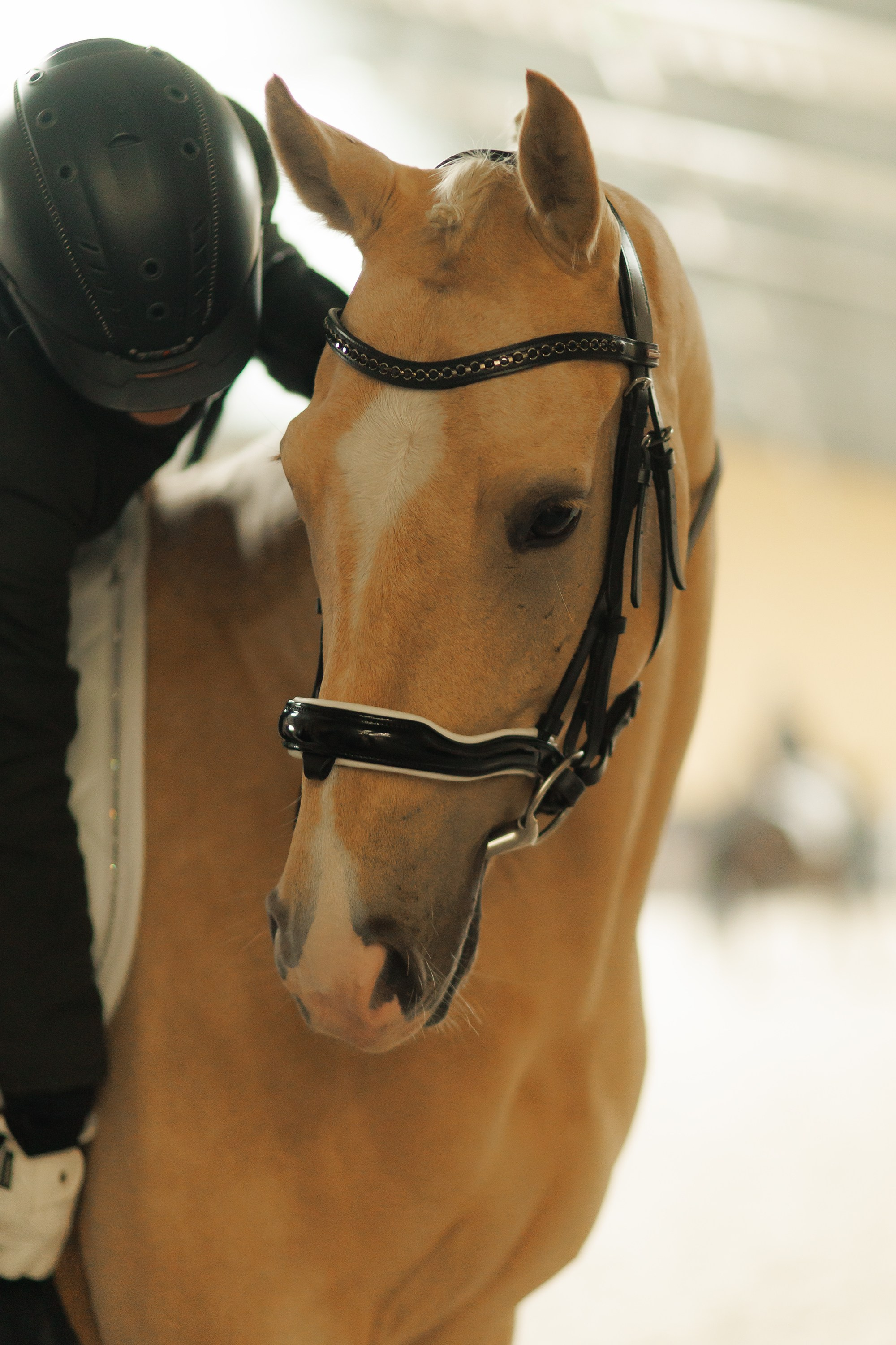 Partynice dressage \ feb'25. Kaja | fotograf we Wrocławiu | ludzie i psy