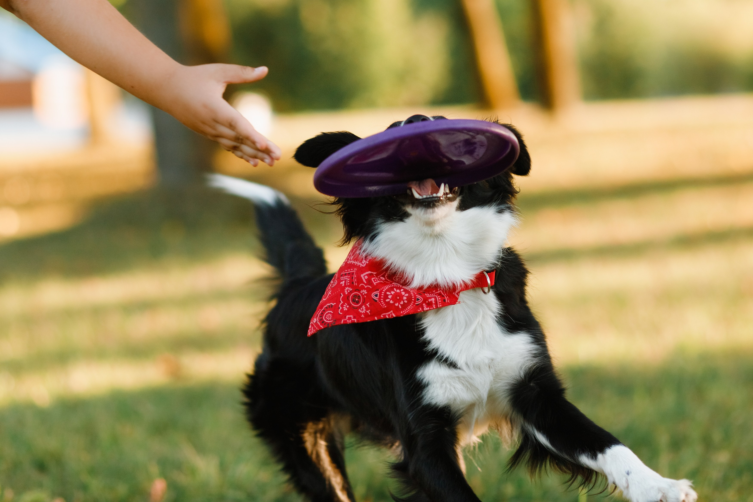 Frisbee workshop of Darya Lukina. Kaja | fotograf we Wrocławiu | ludzie i psy