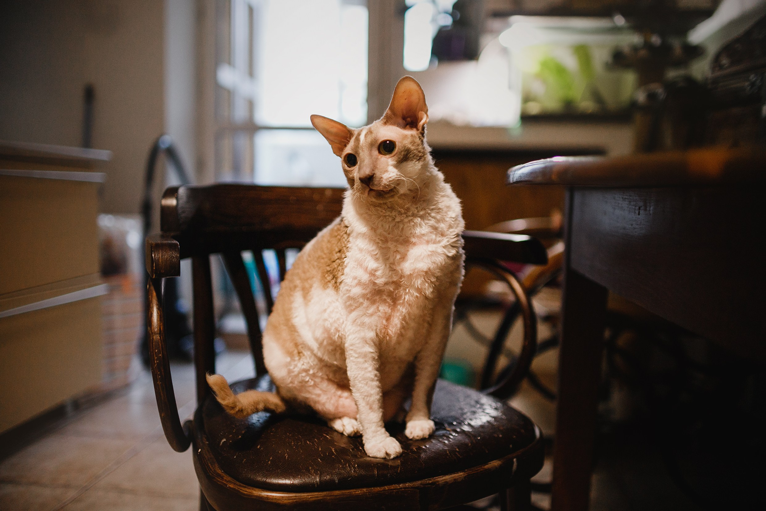 Pack of cats in the home. Kaja | fotograf we Wrocławiu | ludzie i psy