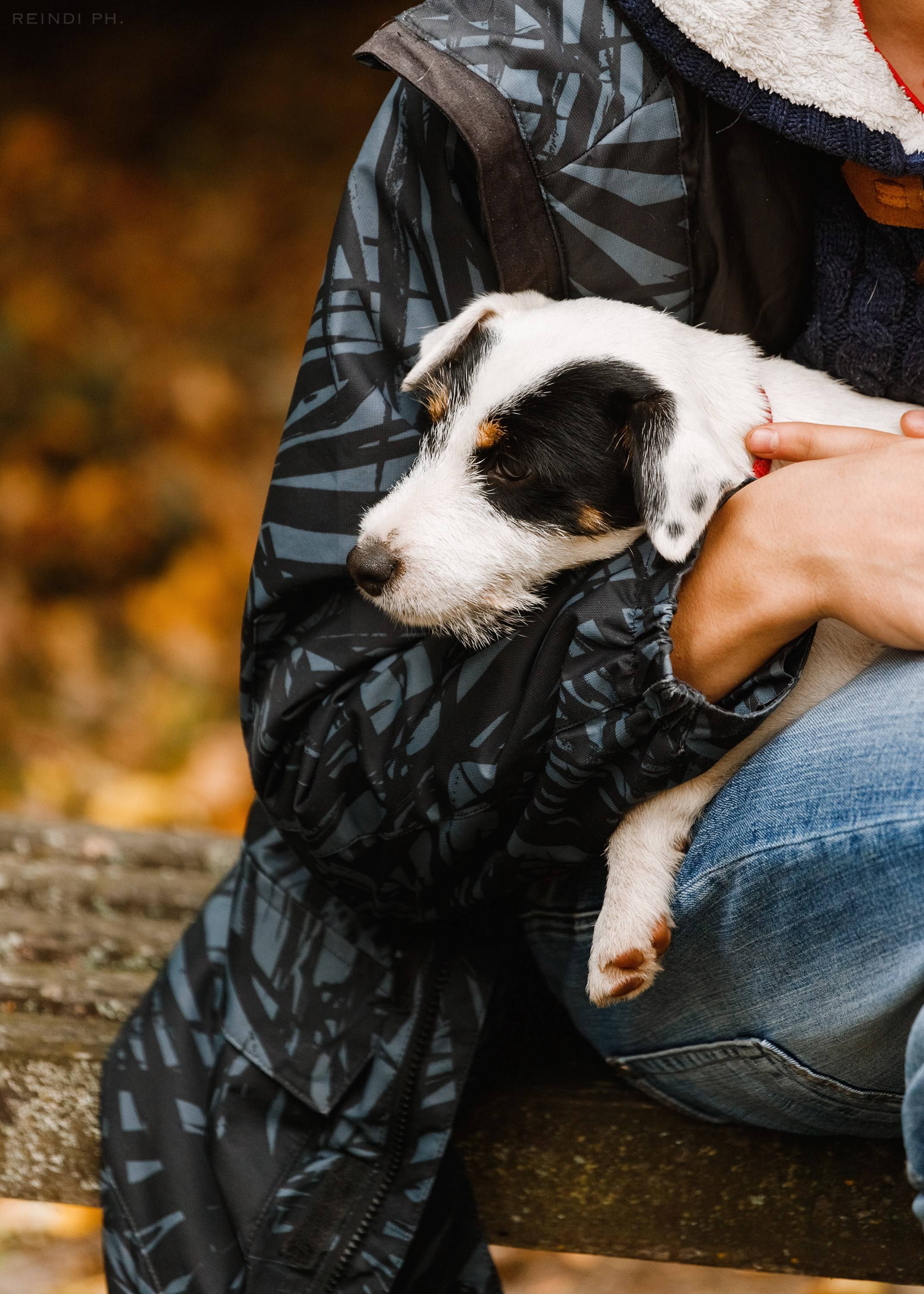 «Argus» dog show in Brest. Kaja | fotograf we Wrocławiu | ludzie i psy