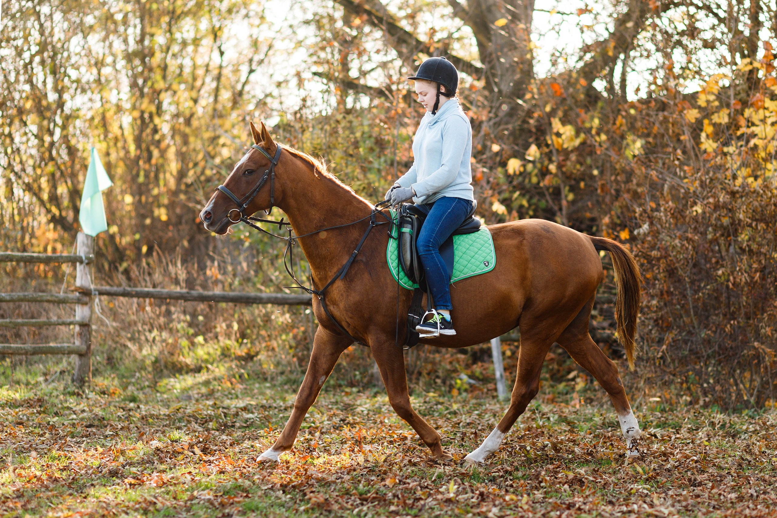 Autumn equestrian training. Kaja | fotograf psów we Wrocławiu