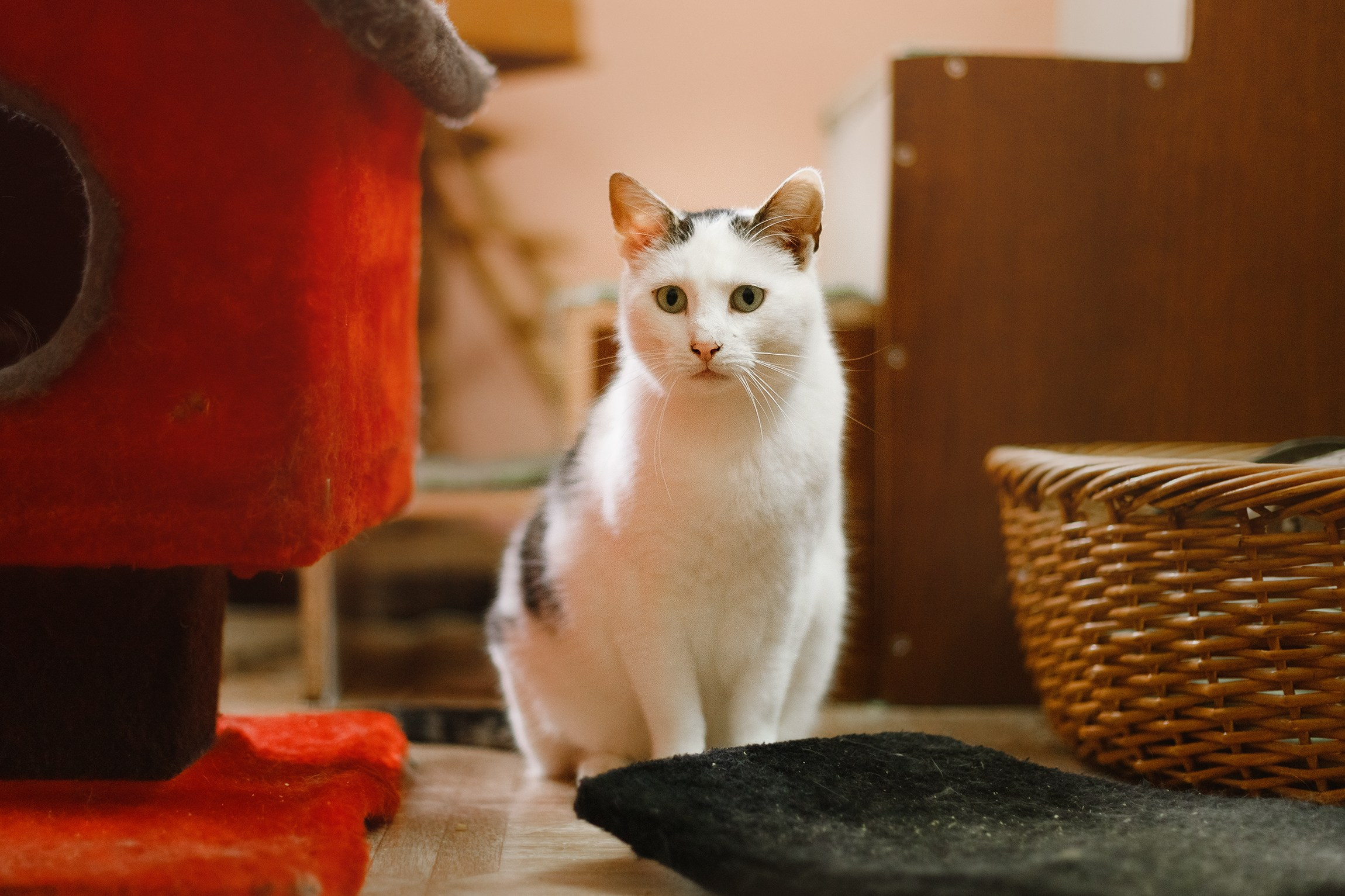 Shelter's cats for adoption. Kaja | fotograf we Wrocławiu | ludzie i psy
