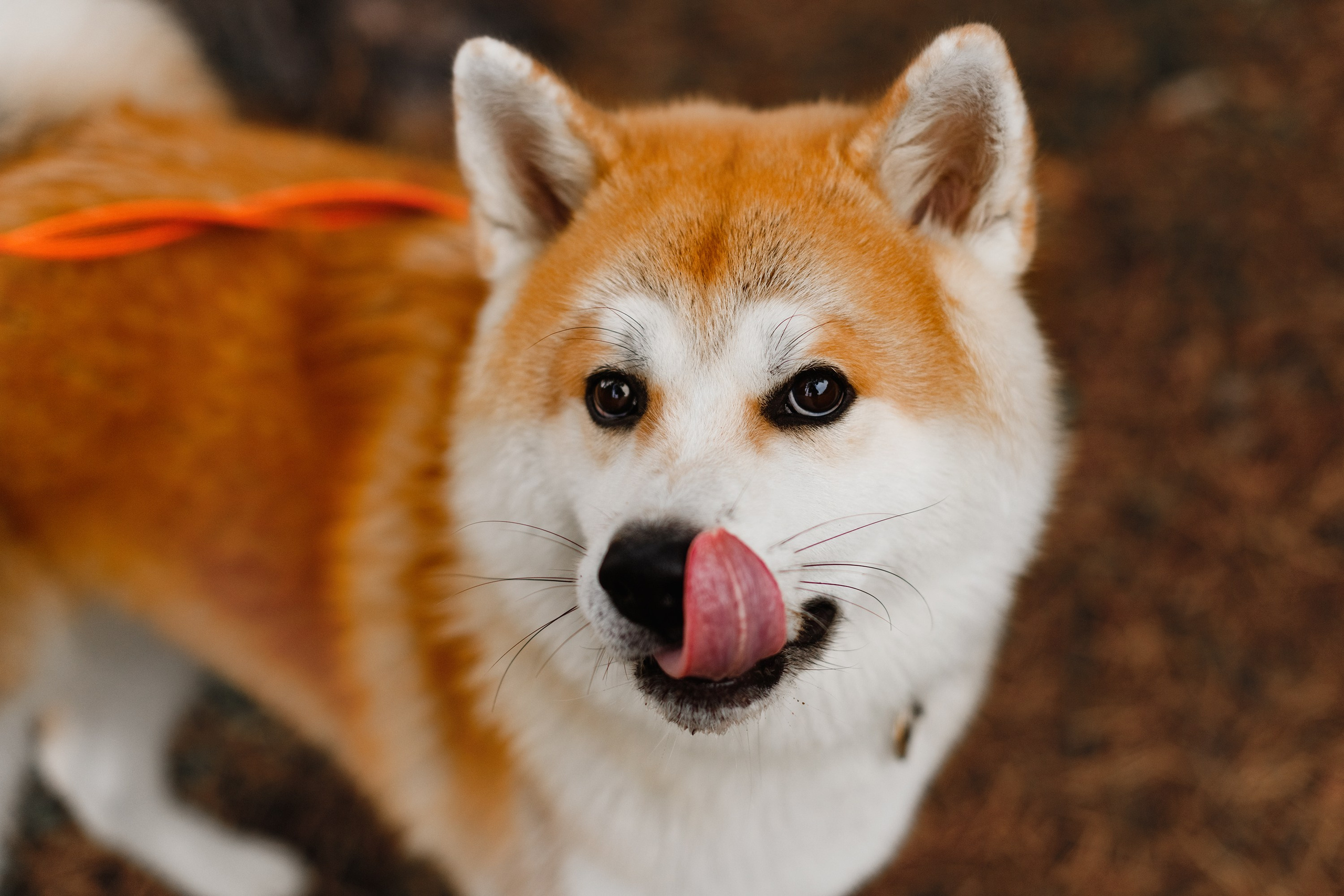 Maria & Kenji. Kaja | fotograf we Wrocławiu | ludzie i psy