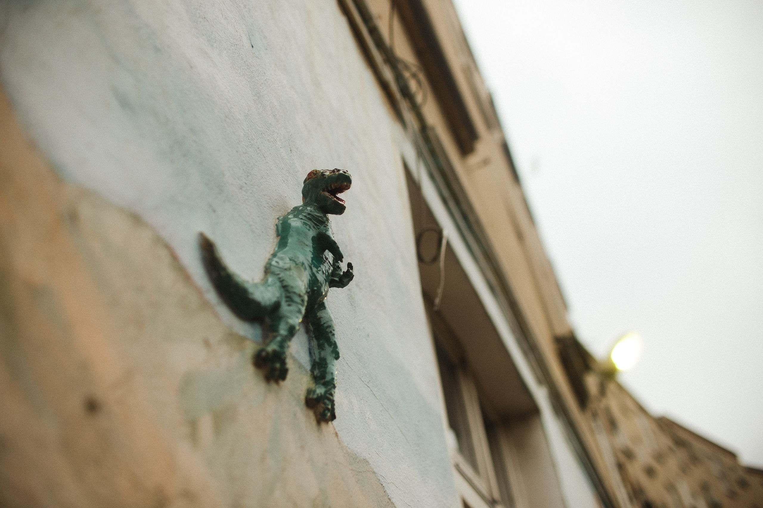 Nastya. Kaja | fotograf psów we Wrocławiu