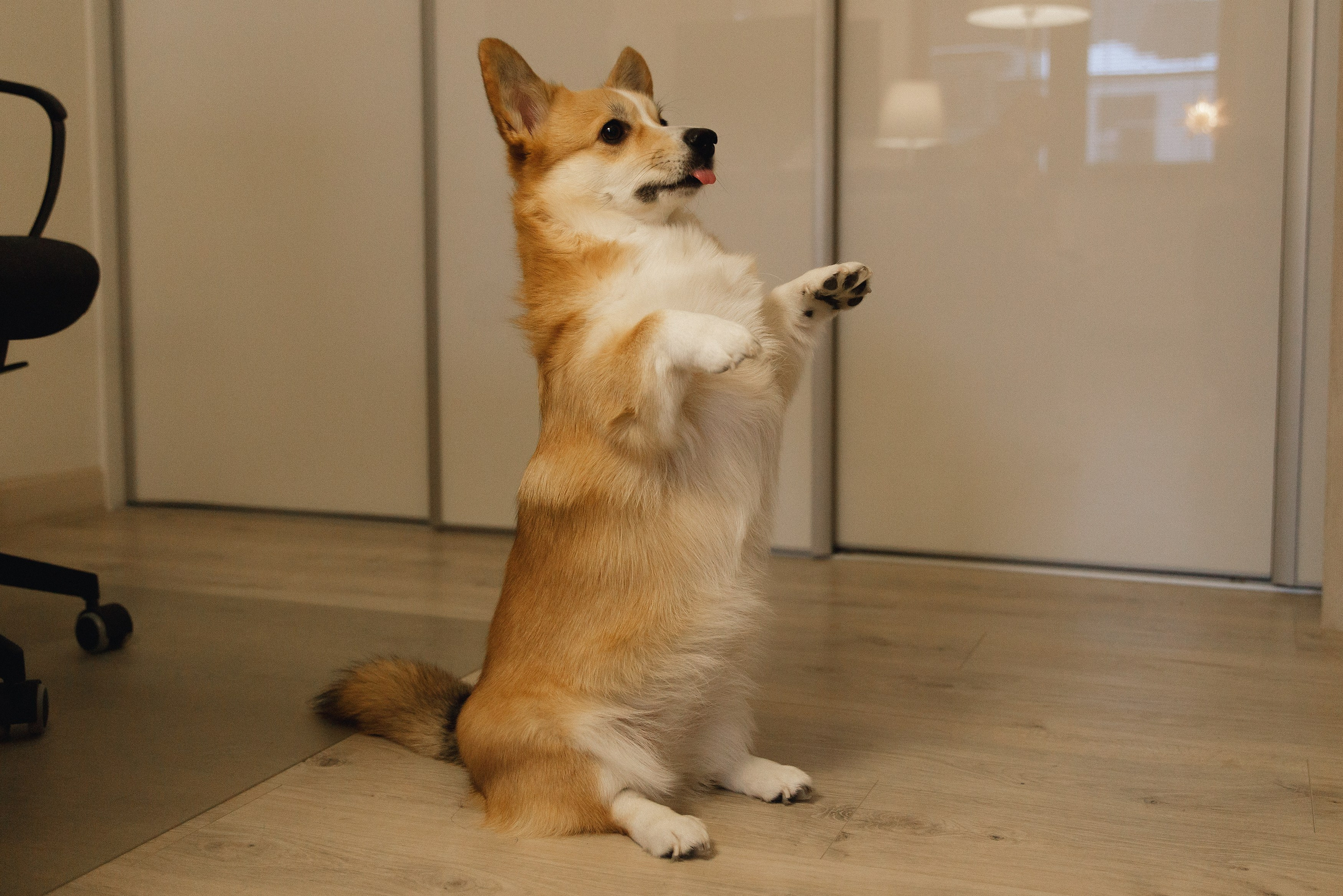 Dasha & Daisy. Kaja | fotograf psów we Wrocławiu