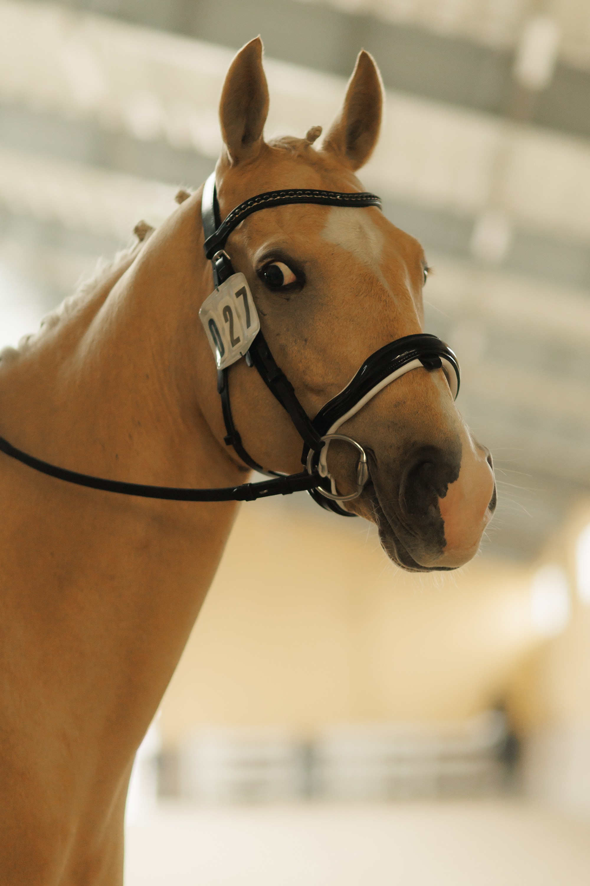 Fotografia koni Wrocław \ ujeżdżenie, Partynice. Kaja | fotograf we Wrocławiu | ludzie i psy