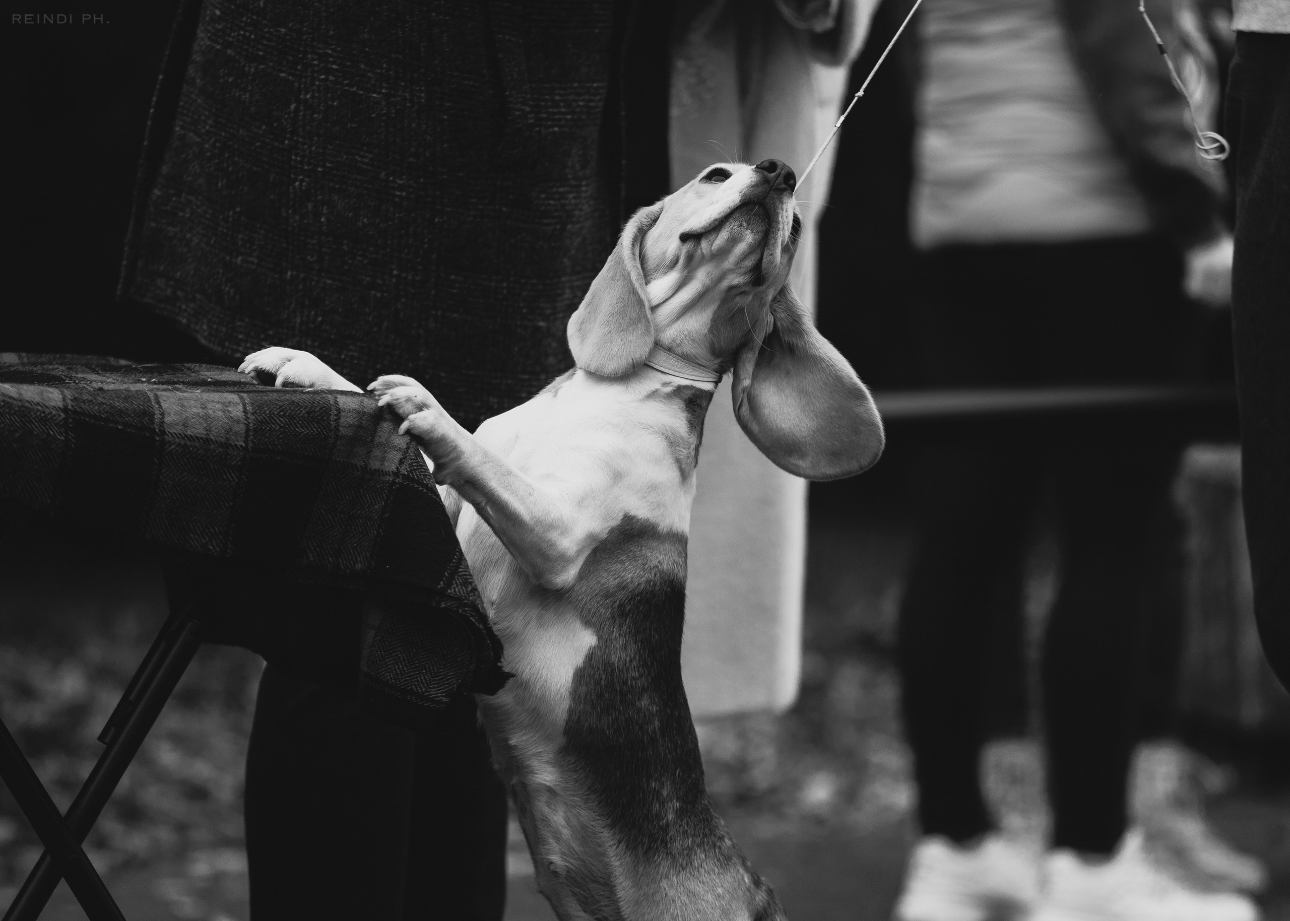 «Argus» dog show in Brest. Kaja | fotograf we Wrocławiu | ludzie i psy