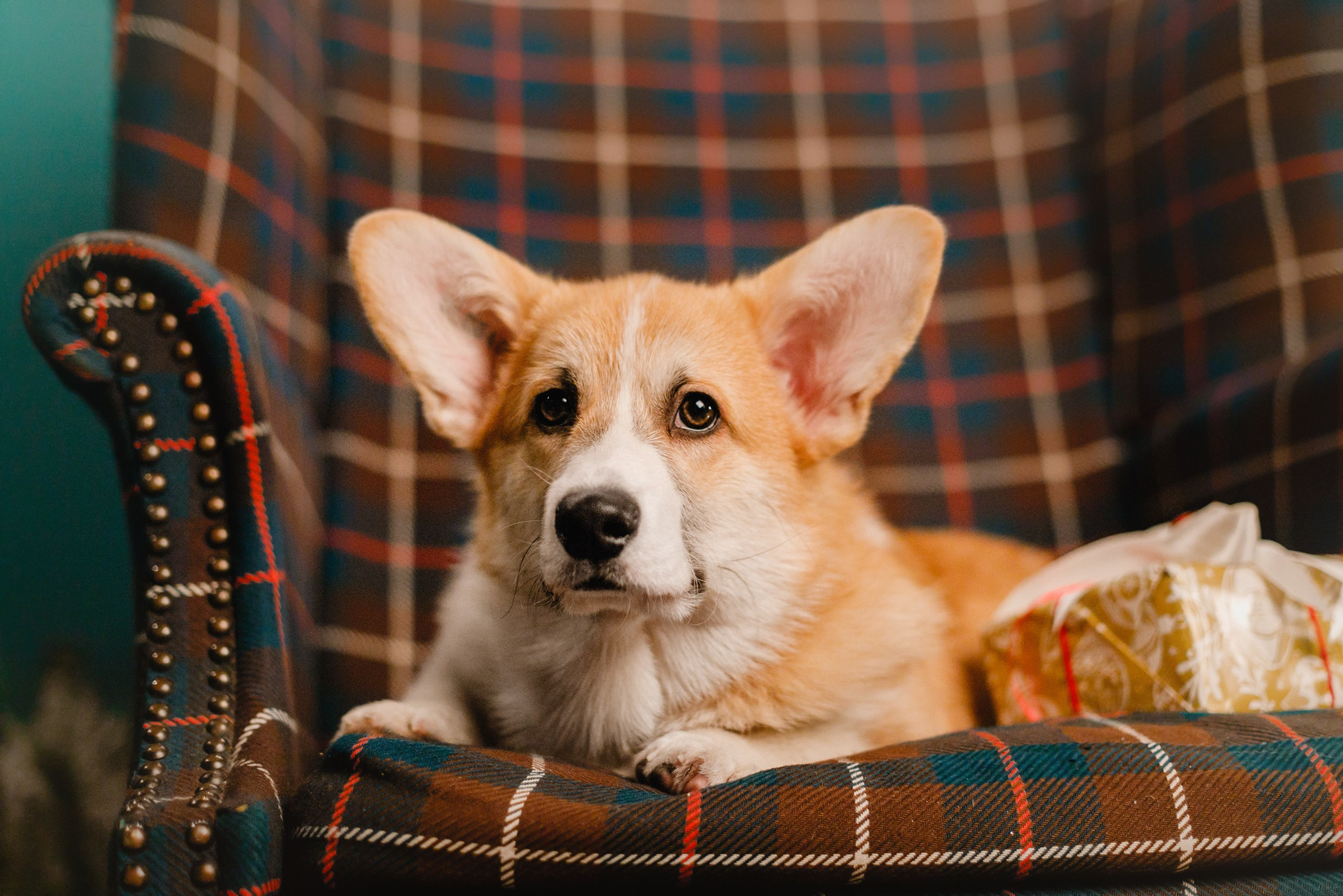 New Year corgis in studio. Kaja | fotograf we Wrocławiu | ludzie i psy