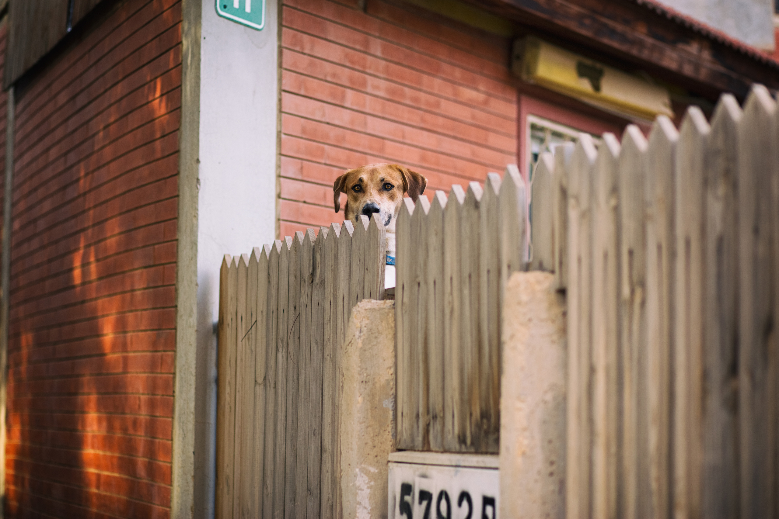 צילומי ילדים. צלמת ילדים, הריון ומשפחה בישראל