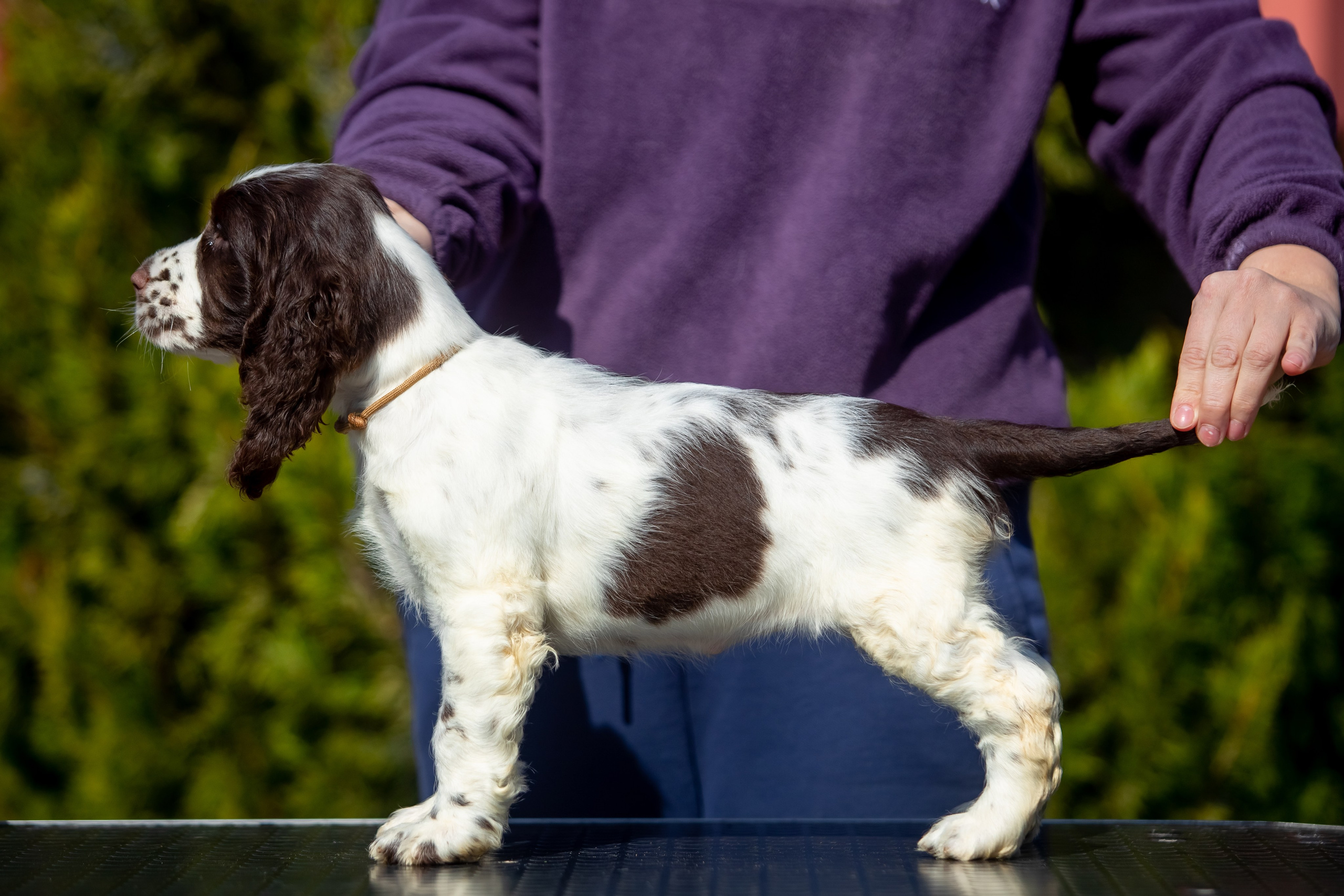 Female — Grey collar 🩶. Website of the titled stud dog of the Springer Spaniel breed