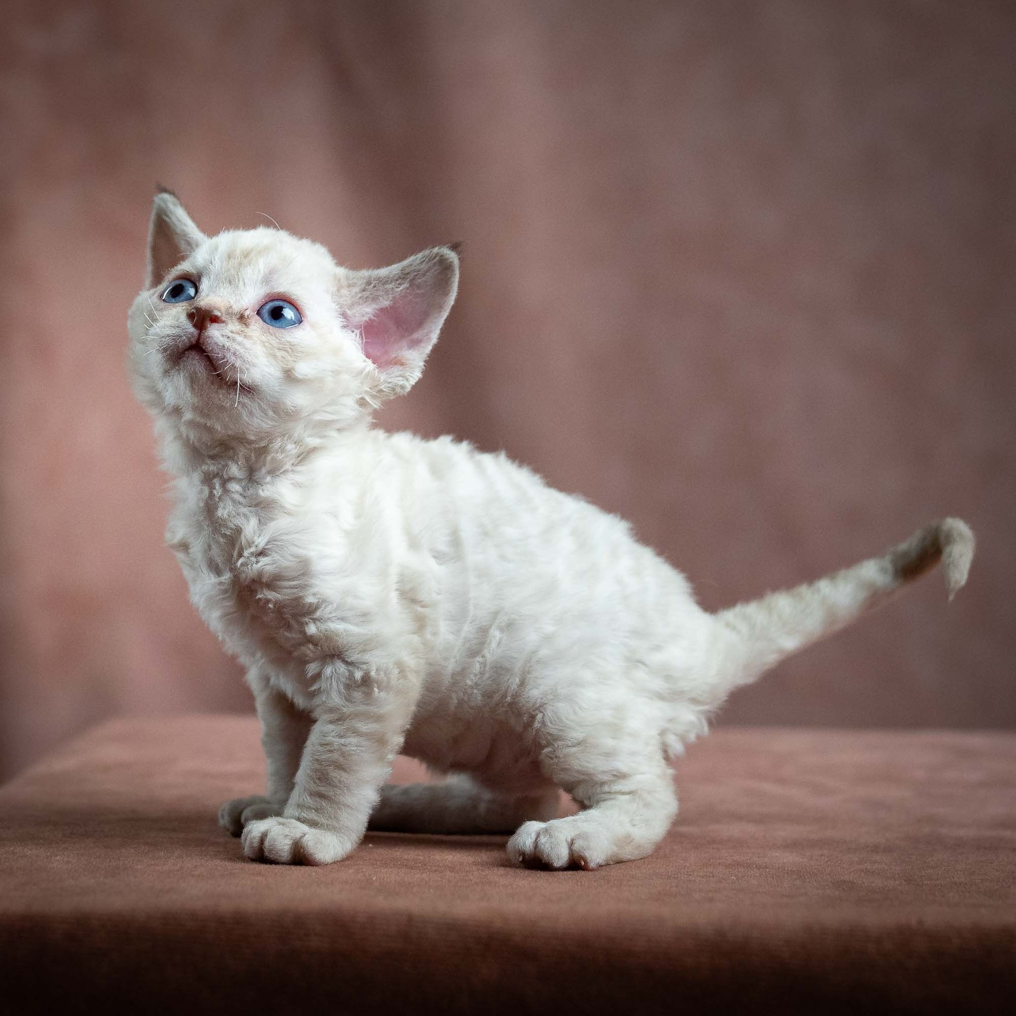 Maya, girl, born 01.15.26. Devon Rex Pixie Cattery
