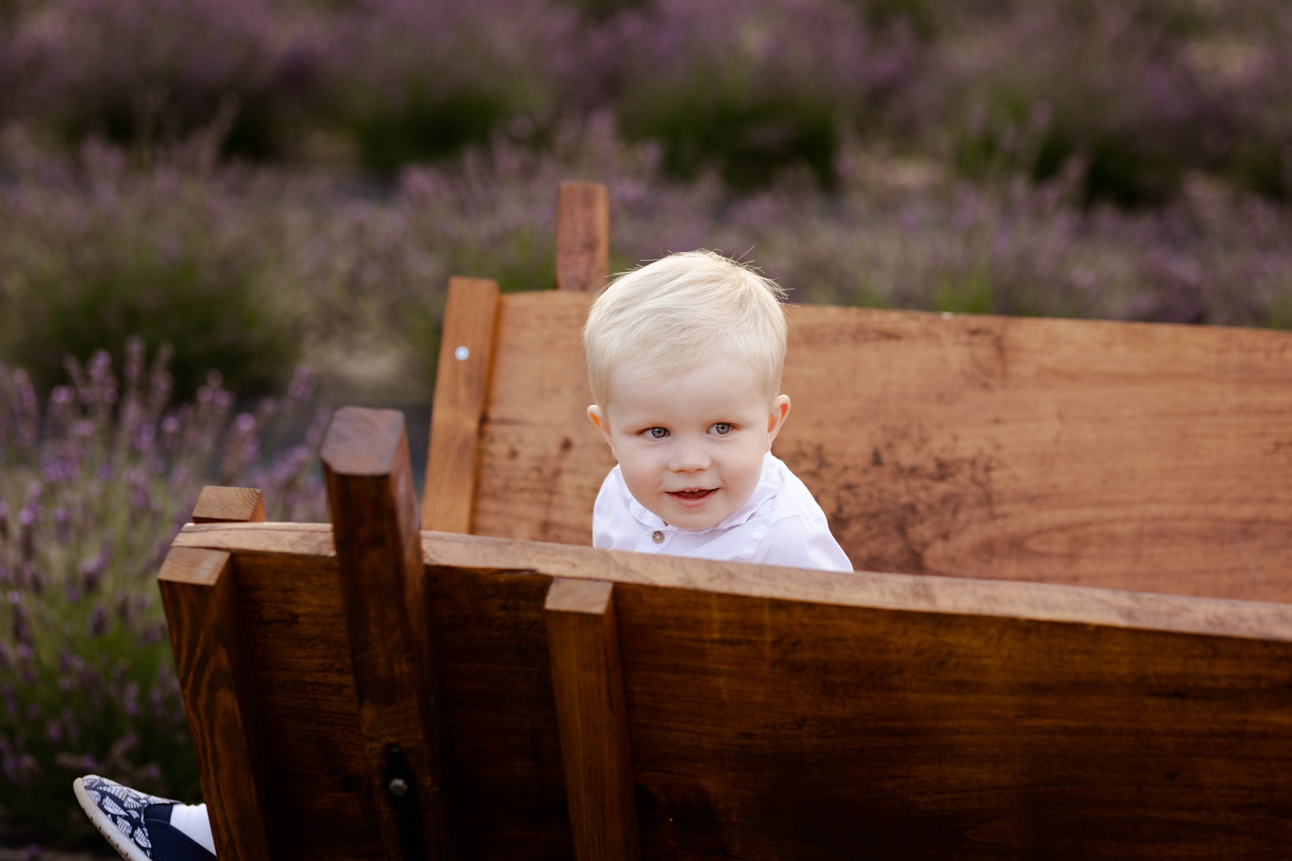 Lawendowa sesja rodzinna. Fotograf Siedlce