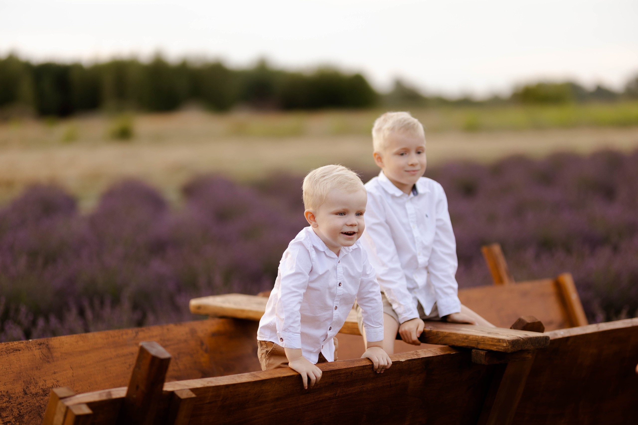 Lawendowa sesja rodzinna. Fotograf Siedlce