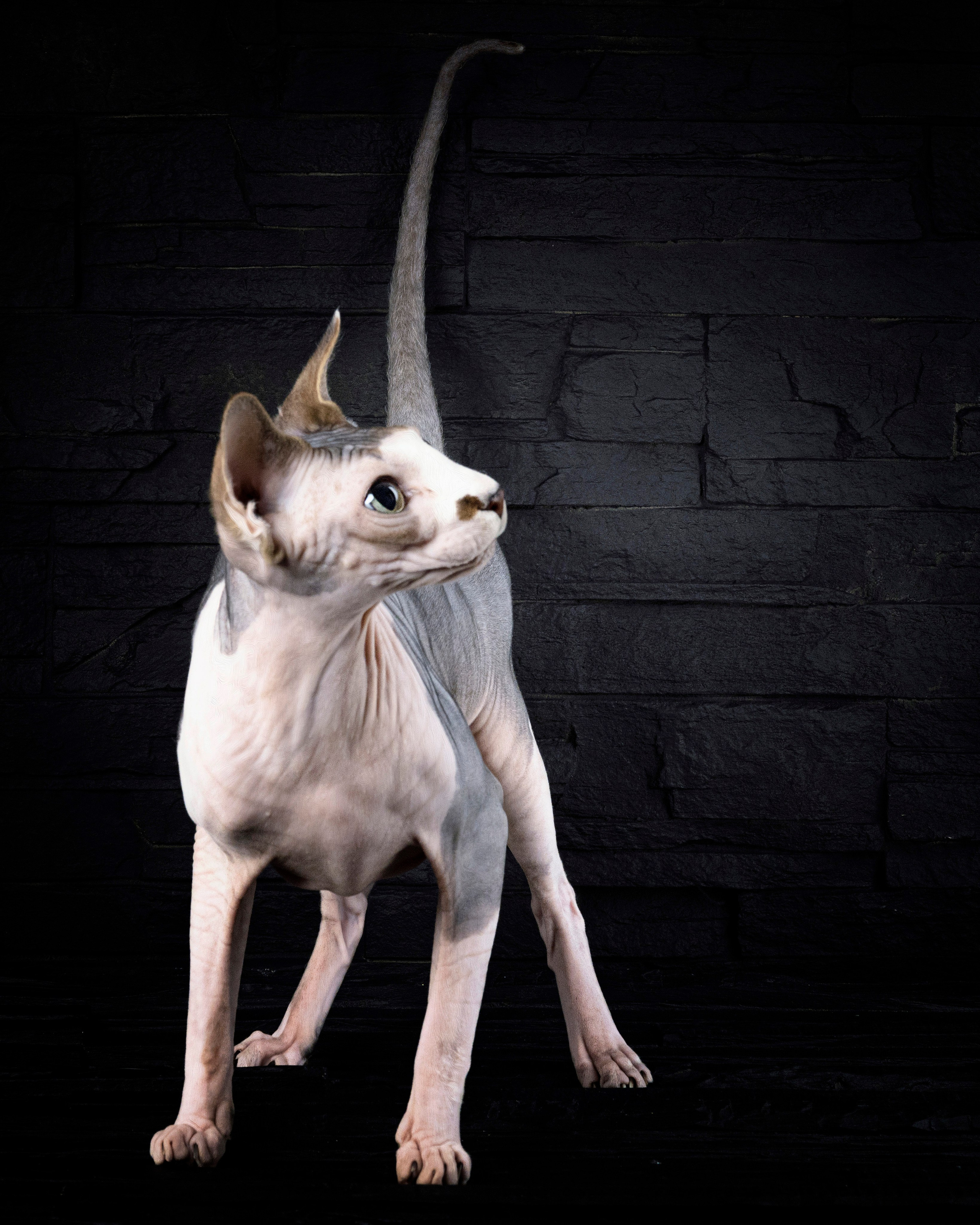 КОШКИ. LUKIN IGOR Photography