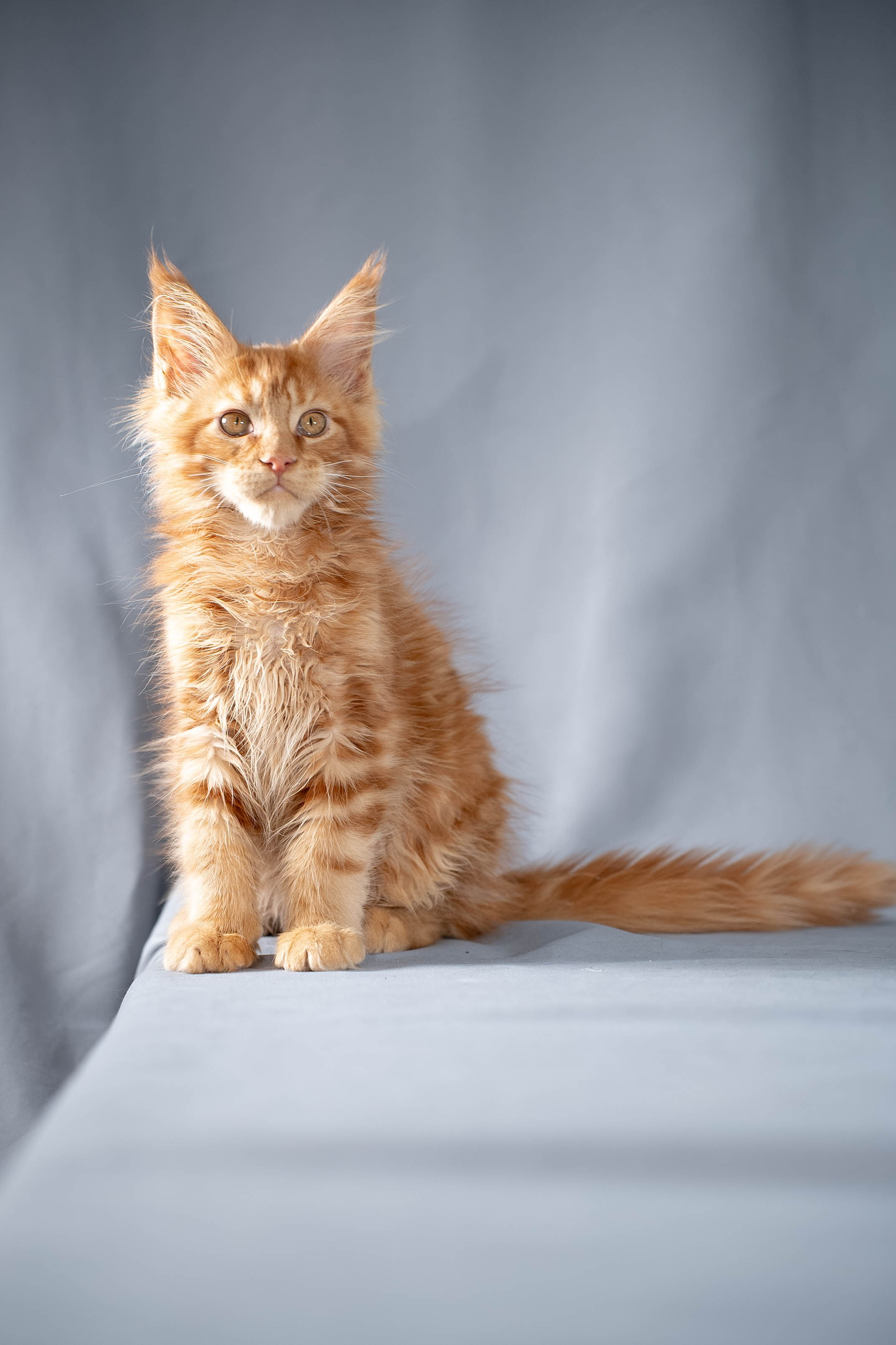 Senator Usyk. Senator Cat — Maine Coon cattery