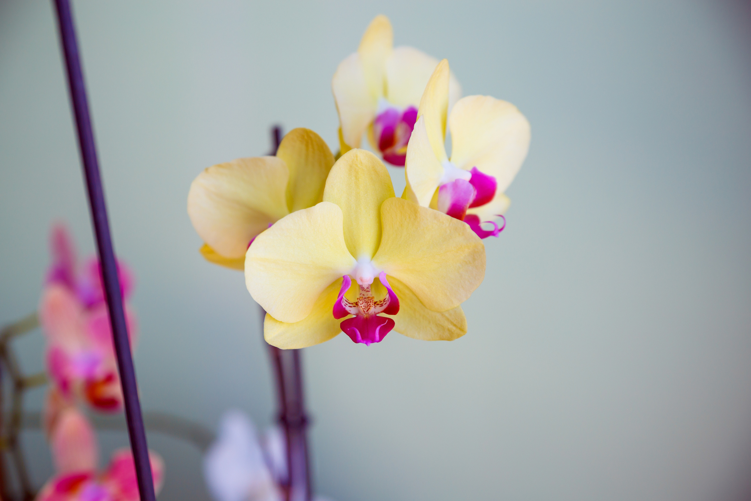 Object photoshooting