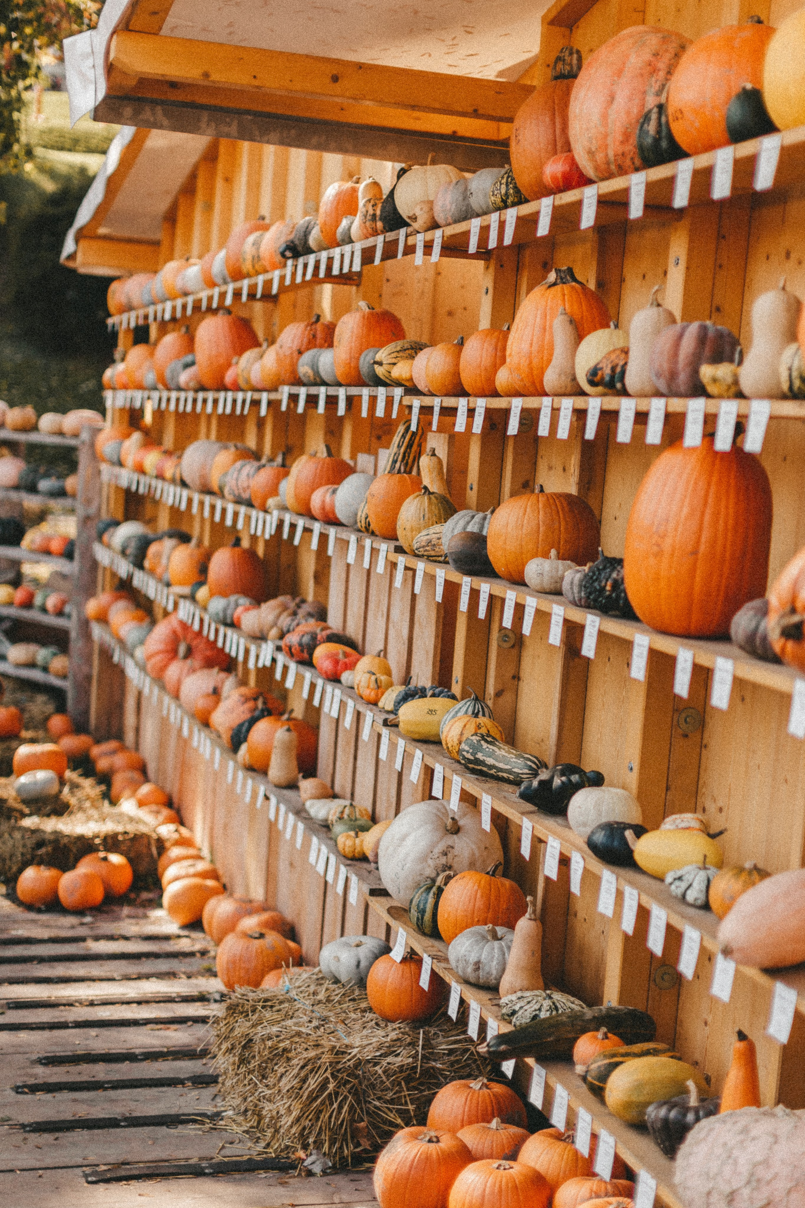 Фестиваль тыкв в Людвигсбурге. Фотограф в Германии — Мария Чистякова