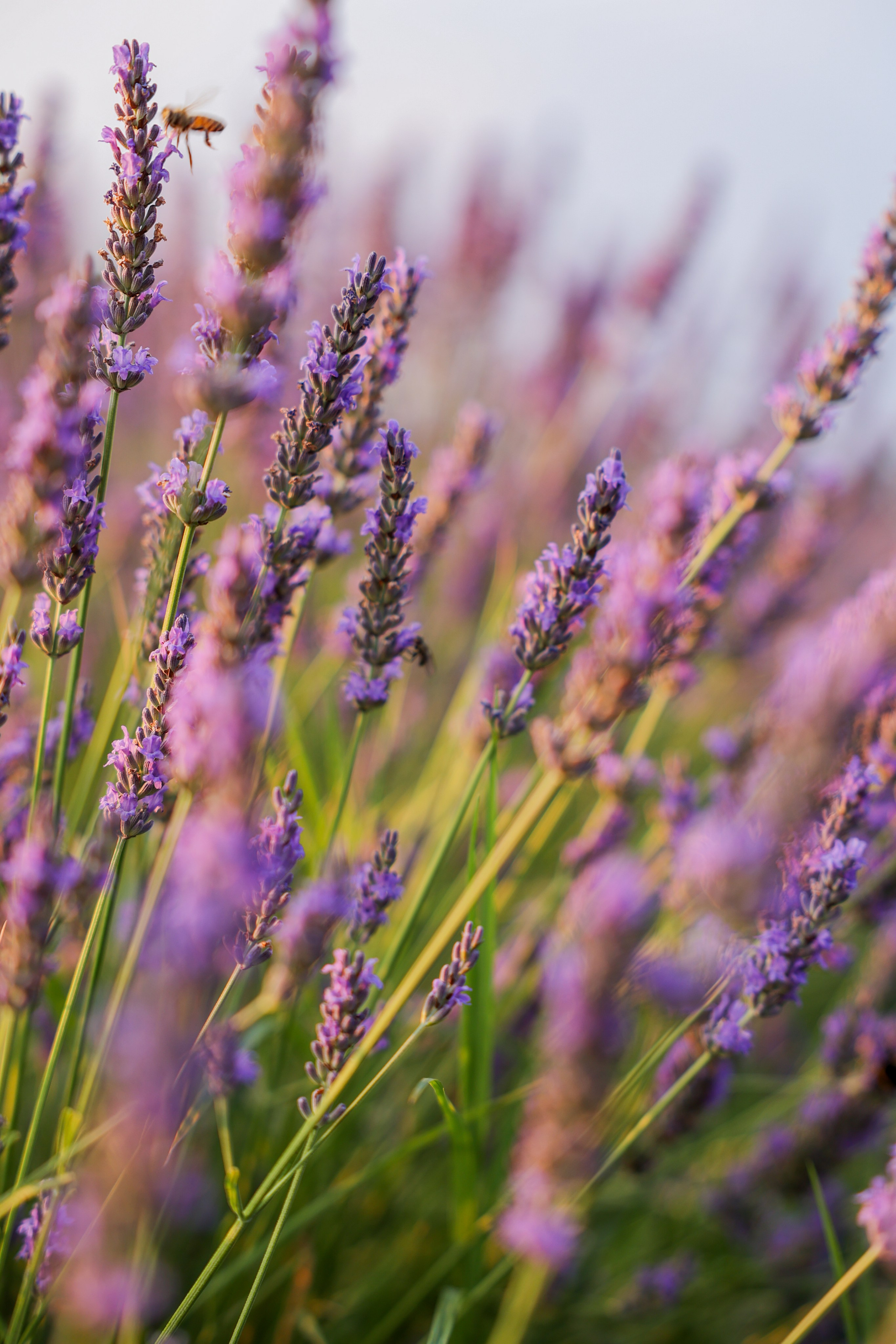 Lavanda. Fotografo Videomaker Drone Padova Venice Italy Elena Radchenko