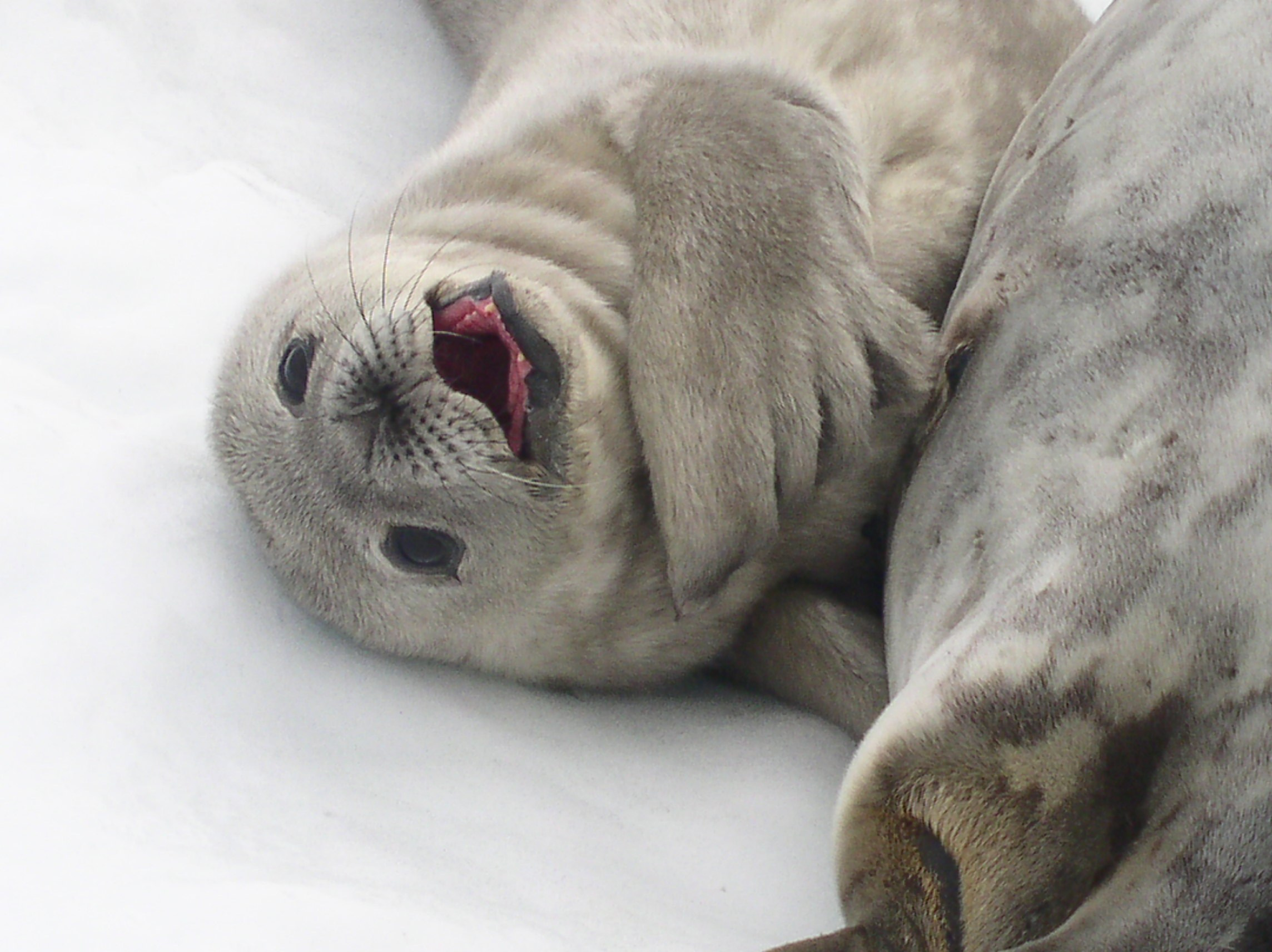 ANTARCTICA. Reportage concert portrait photography in the San Francisco Bay Area