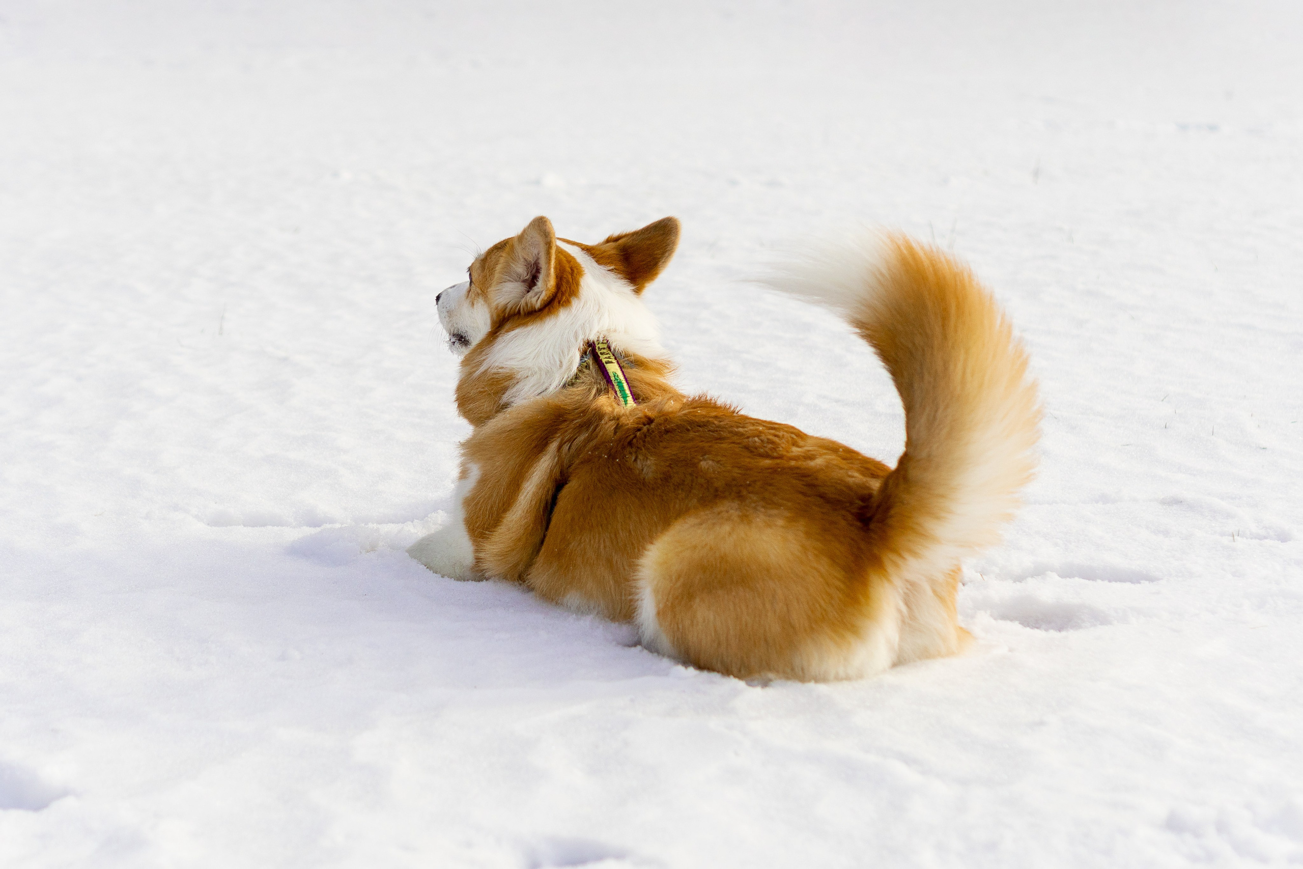 Corgi party, 23 feb. 2025. Kat Laisaar — Pet photographer in Tallinn