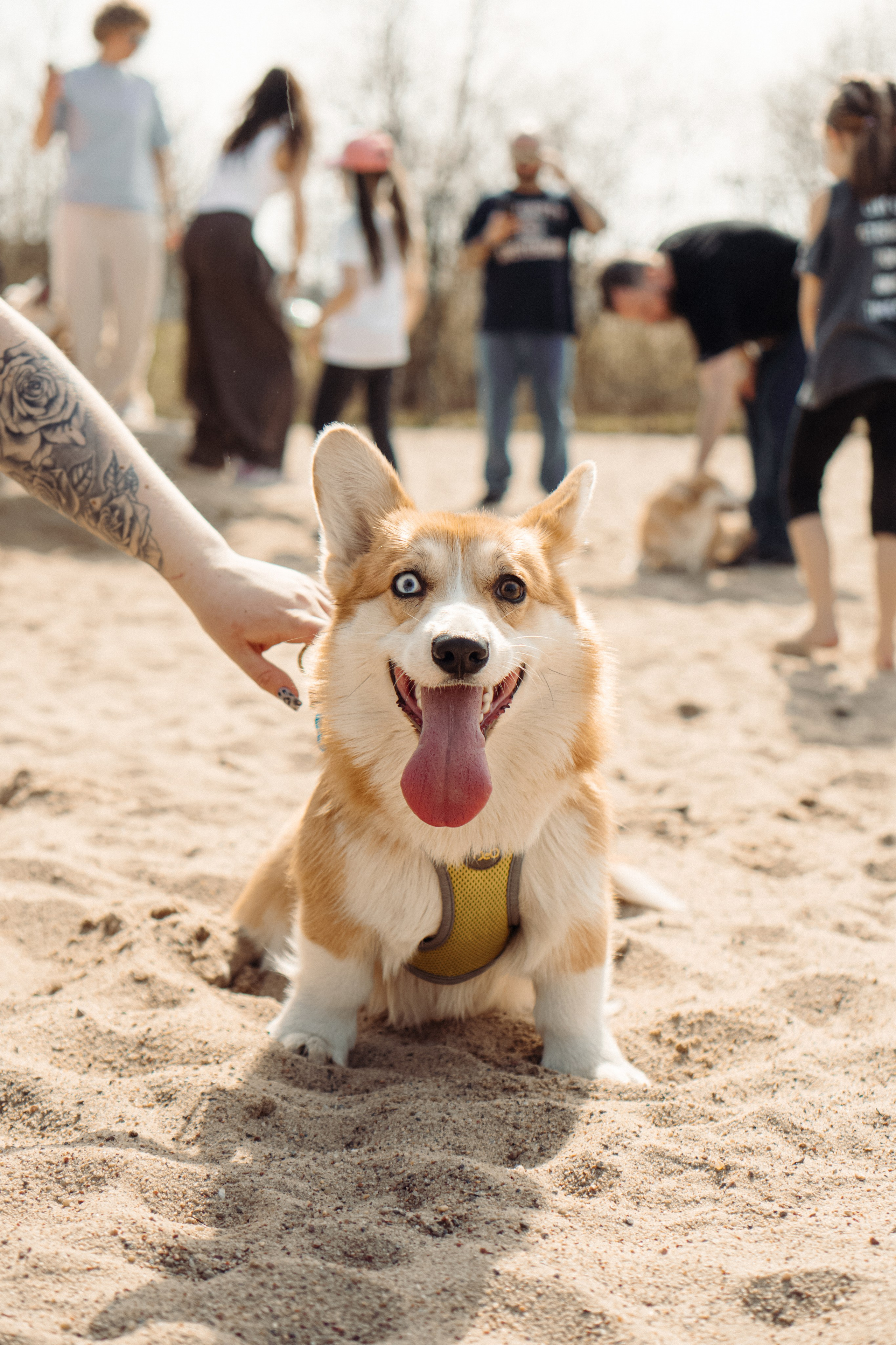 Corgi party, 18 apr. 2025. Kat Laisaar — Pet photographer in Tallinn