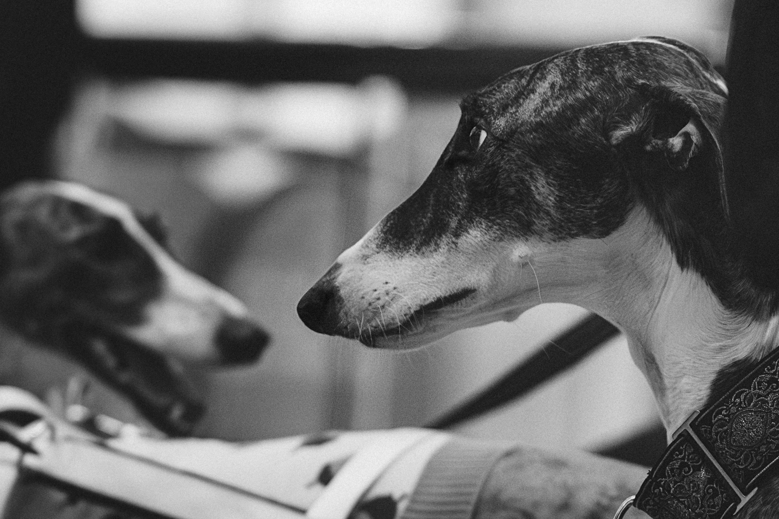 GalgoTreff / Solaris keskus 16 november. Kat Laisaar — Pet photographer in Tallinn