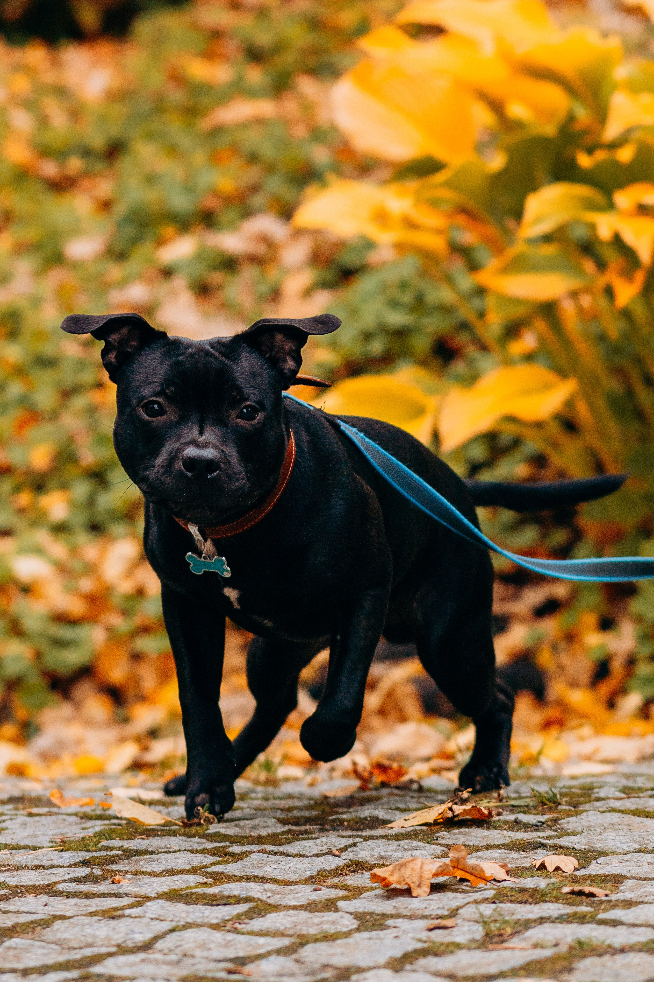 Staffordshire Bull Terriers Meetup. Kat Laisaar — Pet photographer in Tallinn