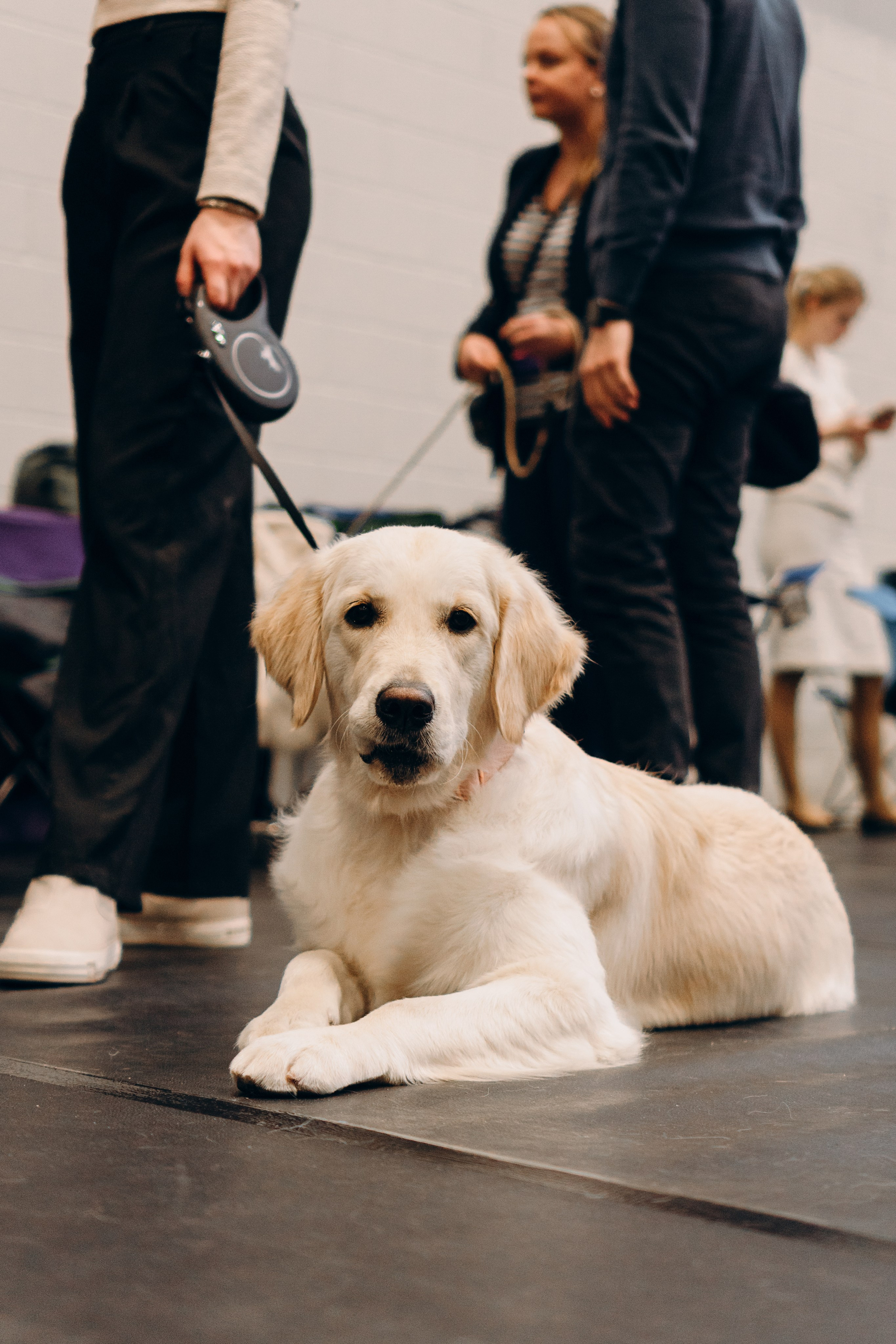 Pärnu dog weekend photo report. Kat Laisaar — Pet photographer in Tallinn