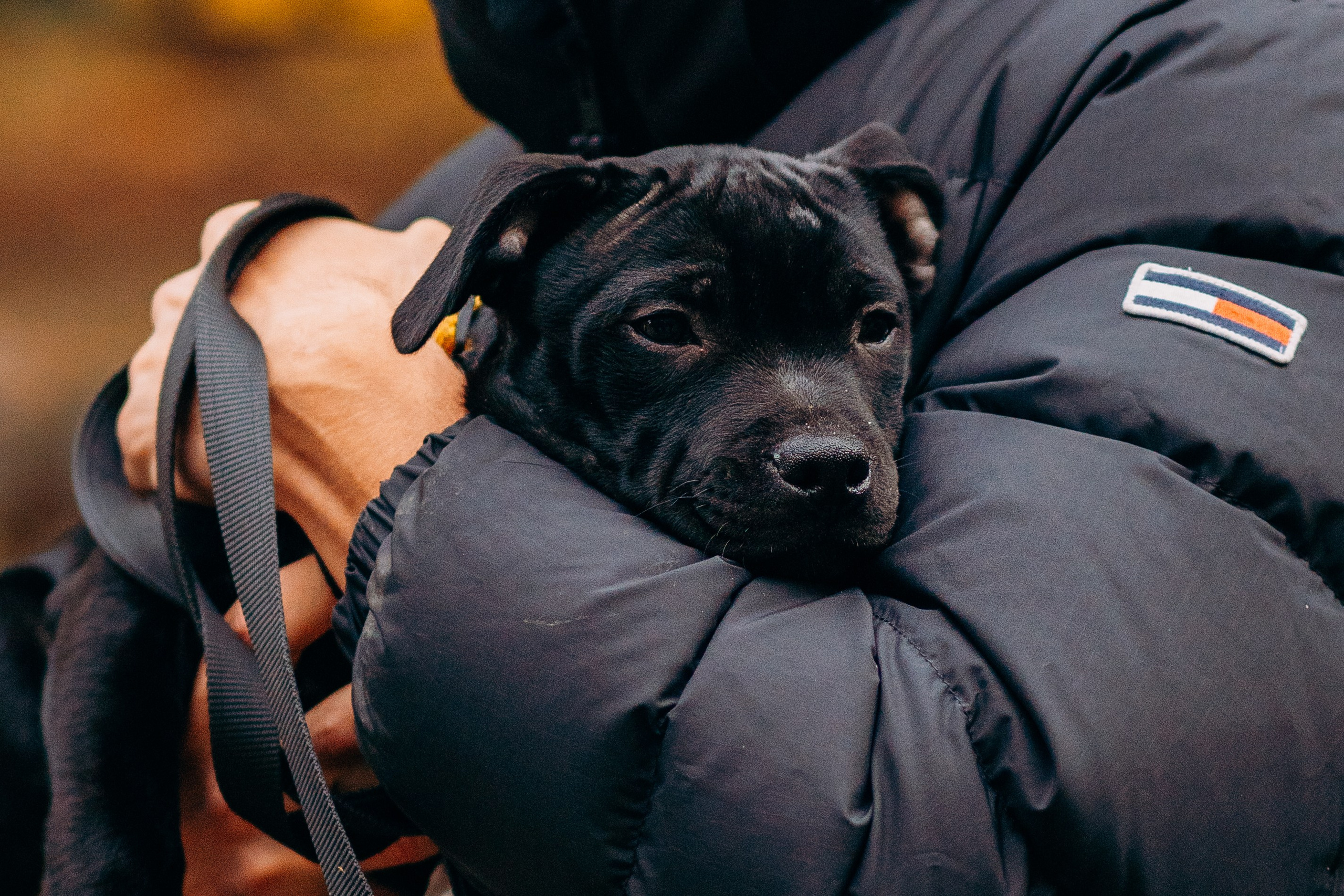 Staffordshire Bull Terriers Meetup. Kat Laisaar — Pet photographer in Tallinn
