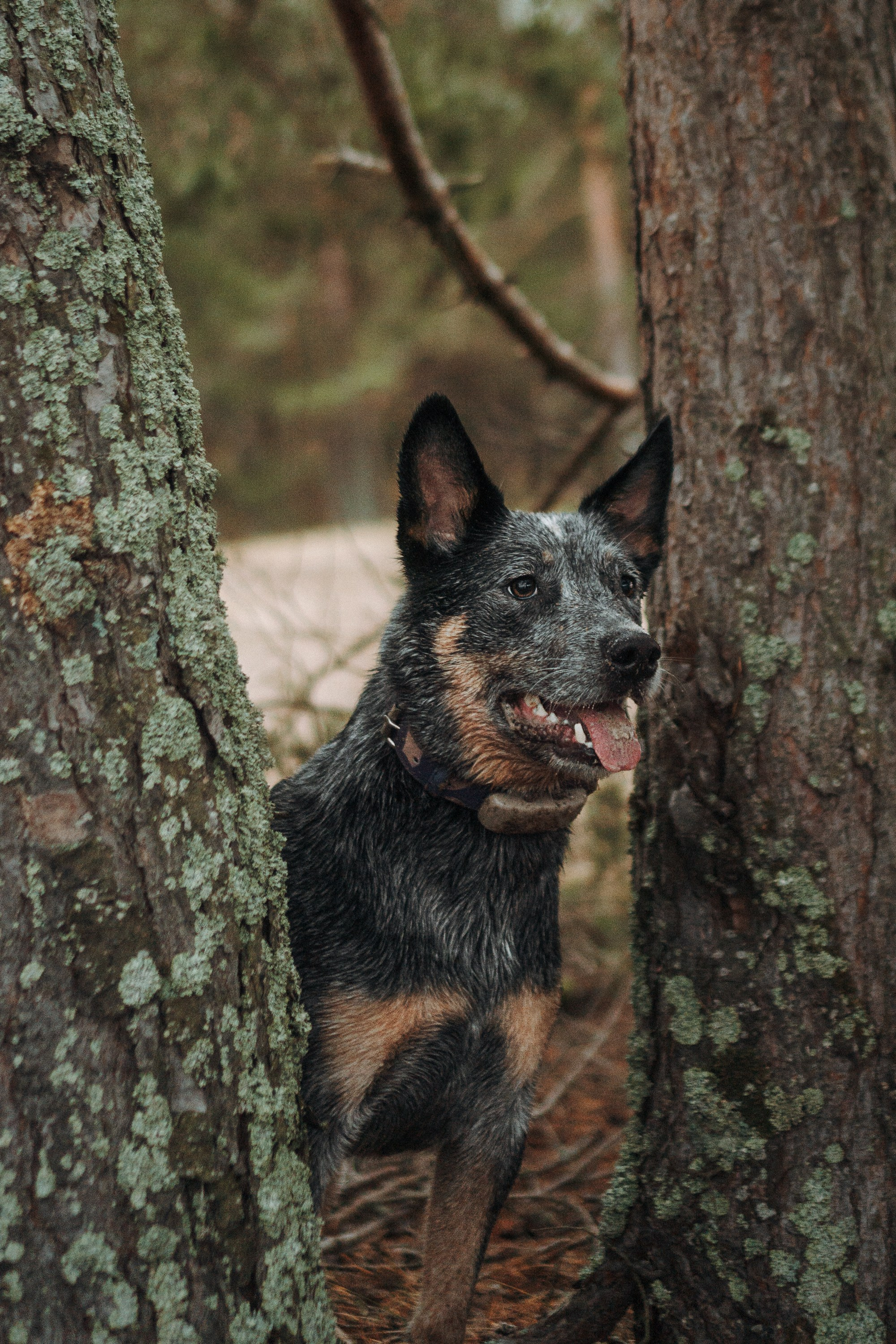 Polina and her Dakota, Australian Cattle Dog. Kat Laisaar — Pet photographer in Tallinn