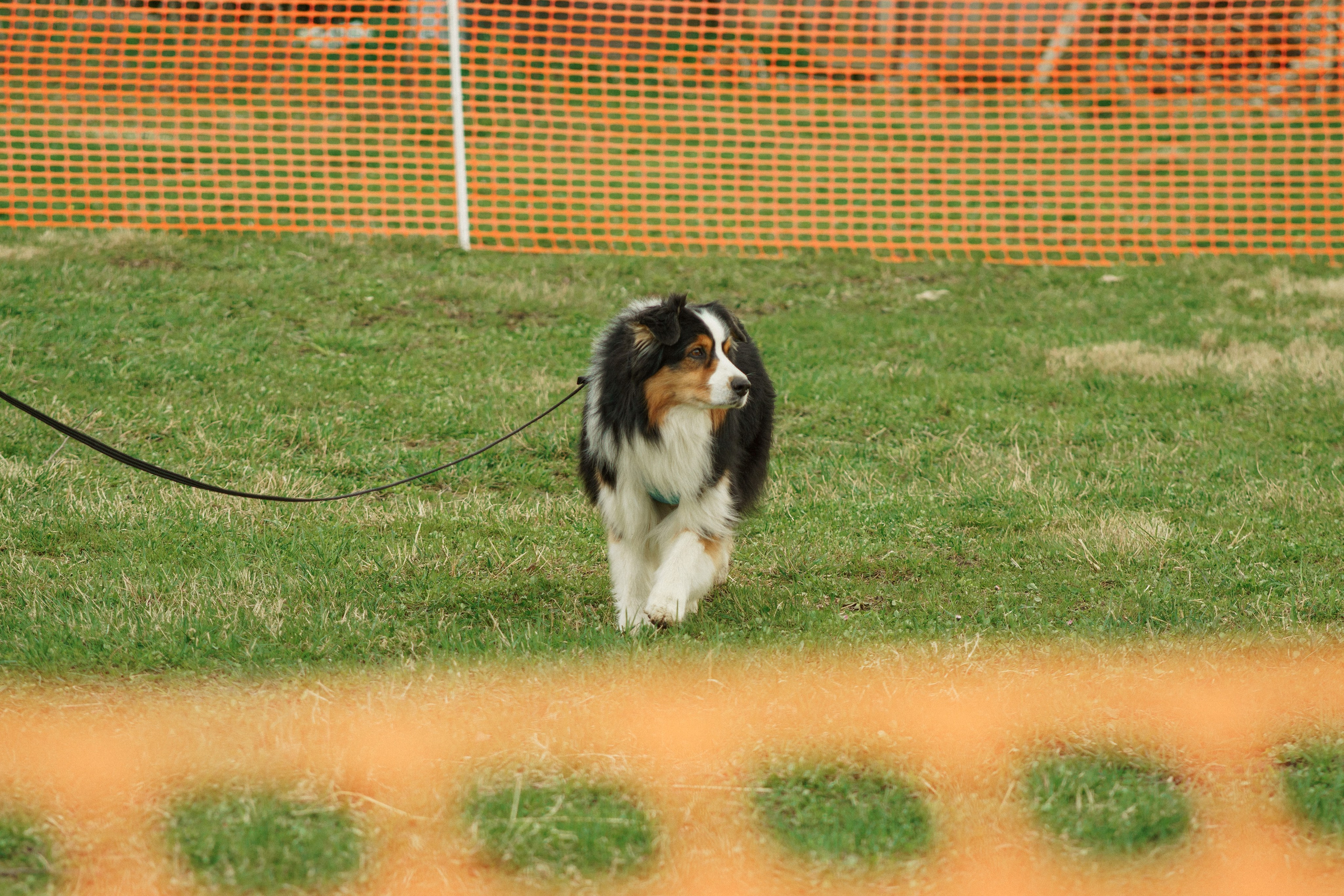 Herding Days, 26 apr. 2025. Kat Laisaar — Pet photographer in Tallinn