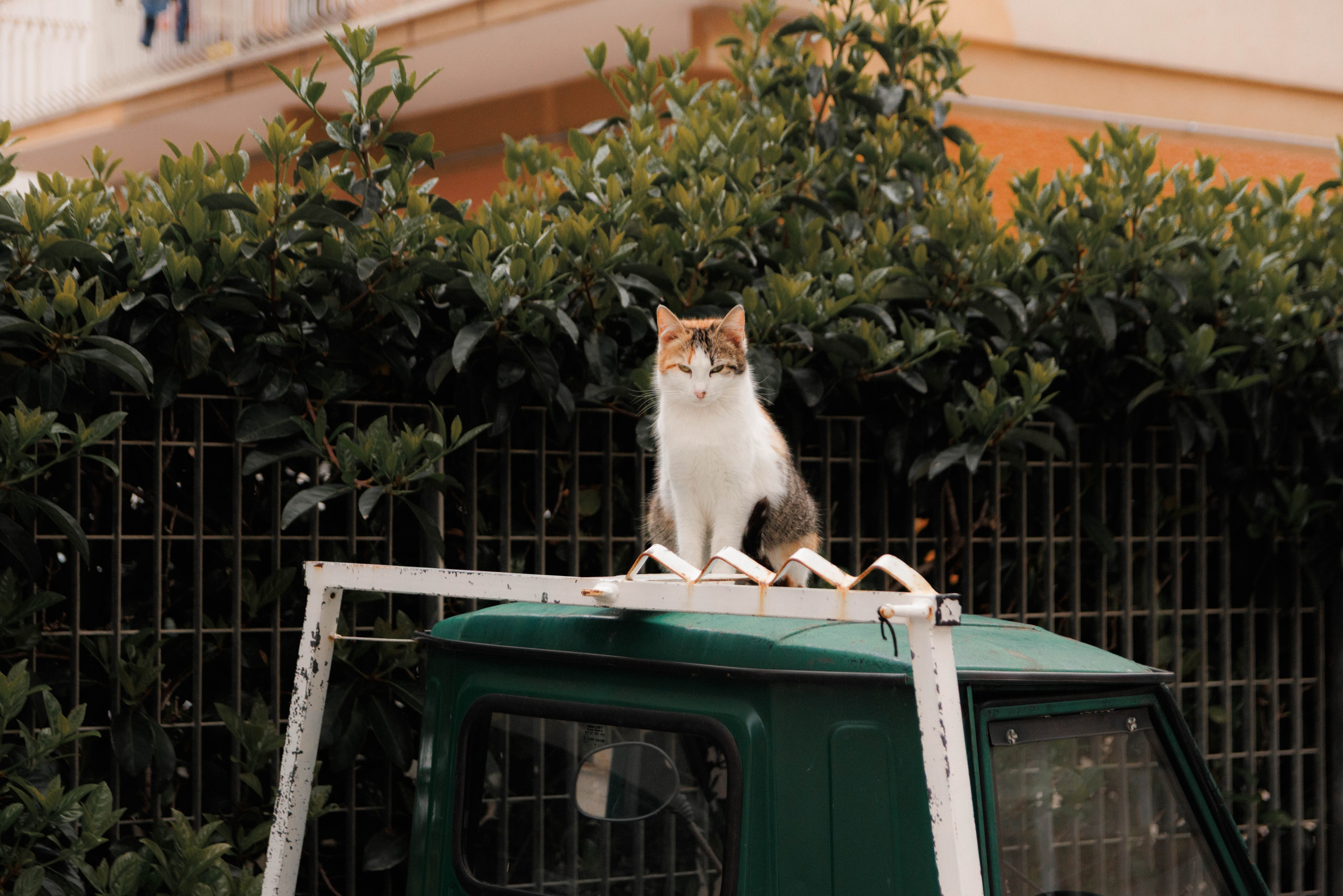 Animals. Portrait and Street photographer in Vilnius Edgar Shaipunas