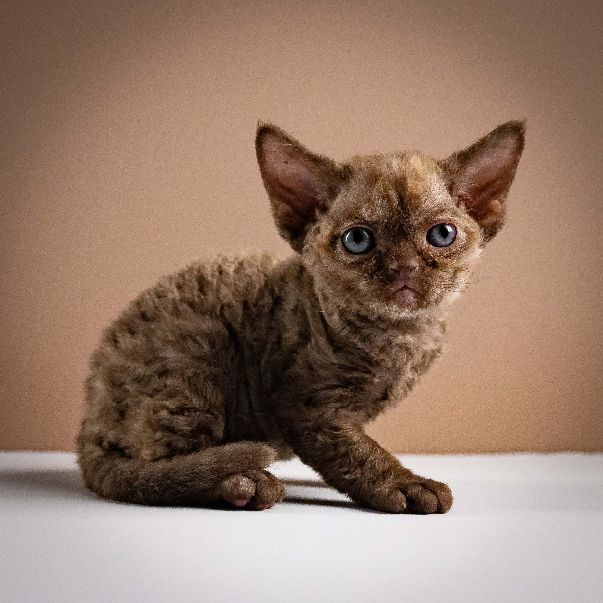 Olivia, girl, born 02.08.26. Devon Rex Pixie Cattery