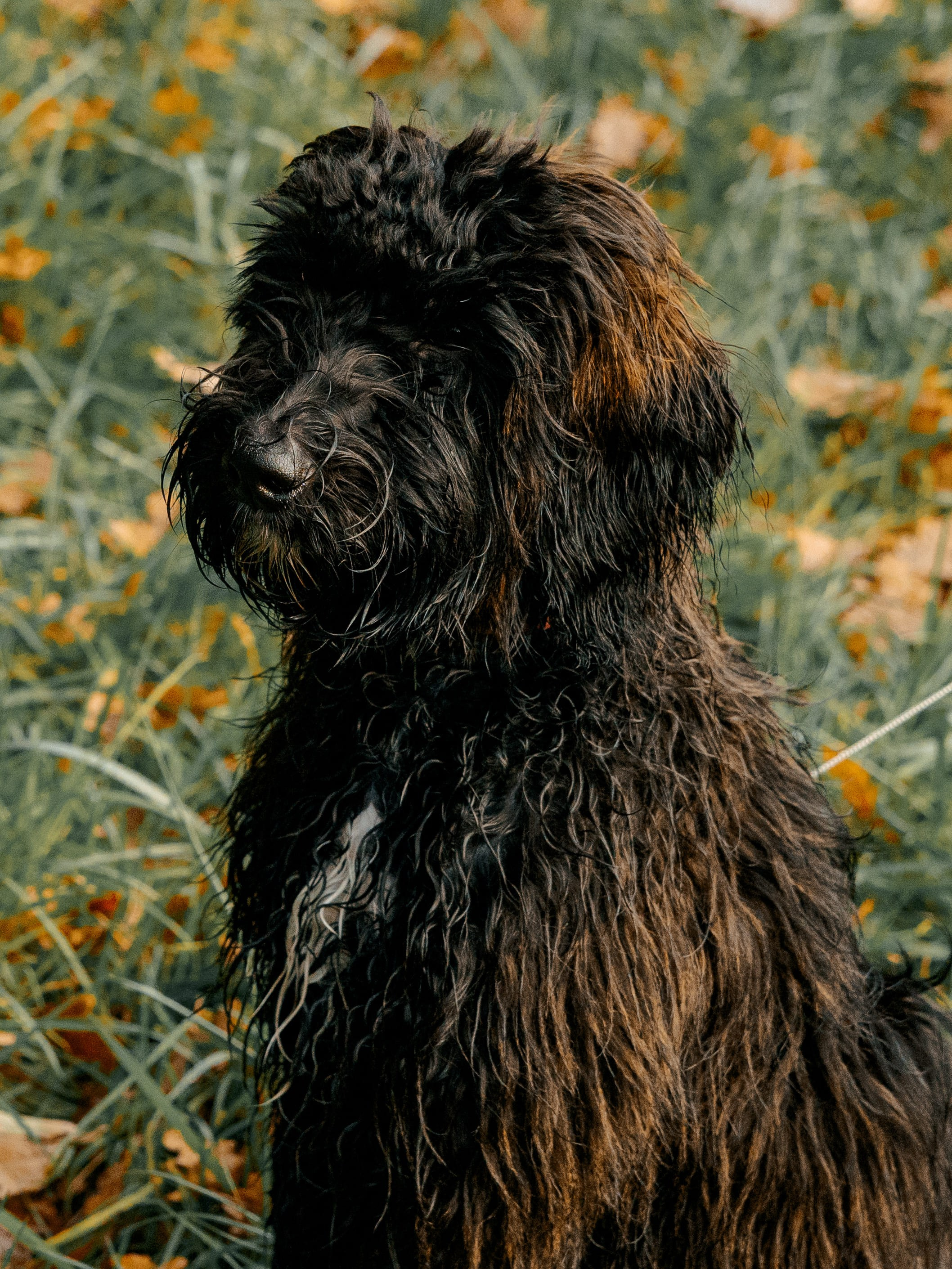 Pet Photoshoot in Spijkenisse | Rotterdam. Romantic & Soulful Photography by Natalia Olhova in Rotterdam